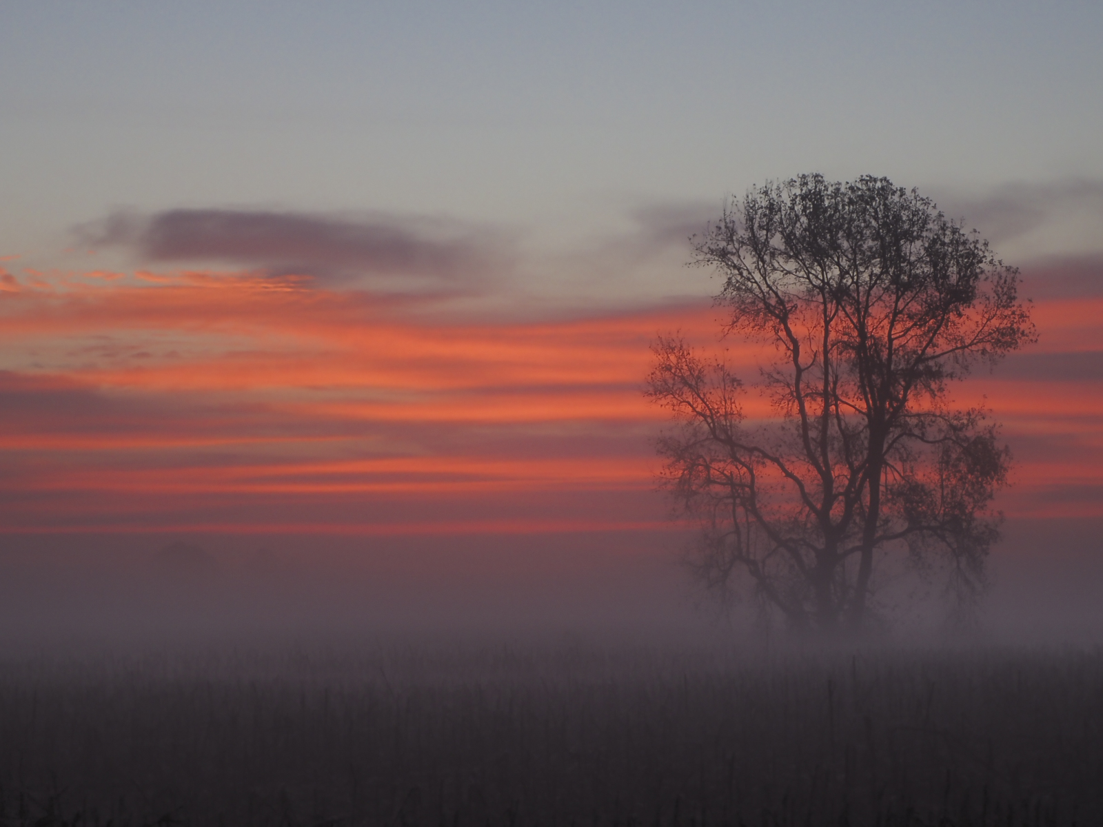 sunrise Pungo over field