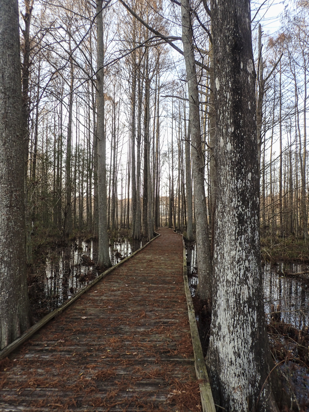 swamp boardwalk