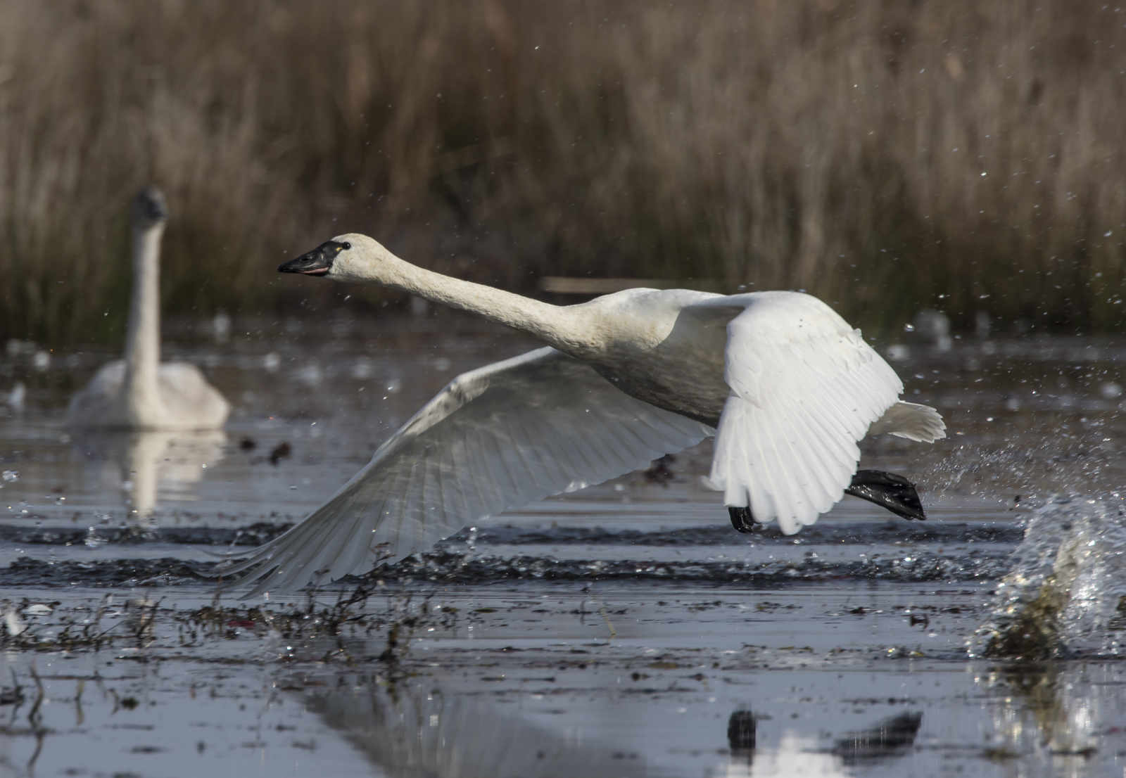 Tundra Swan lift off