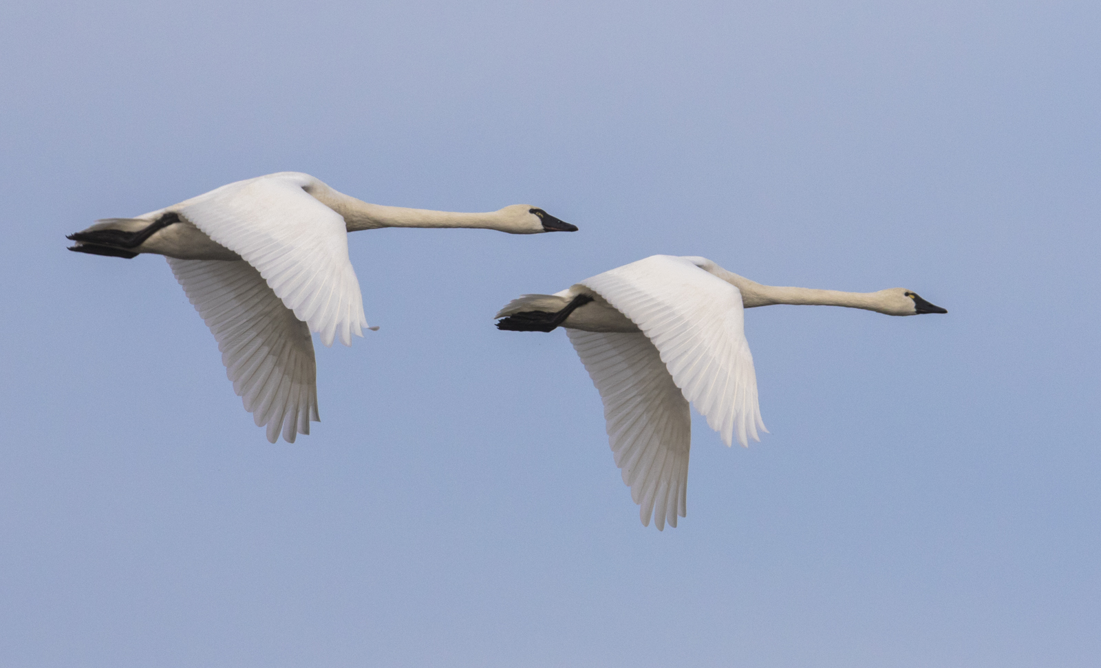 Tundra Swans flying by