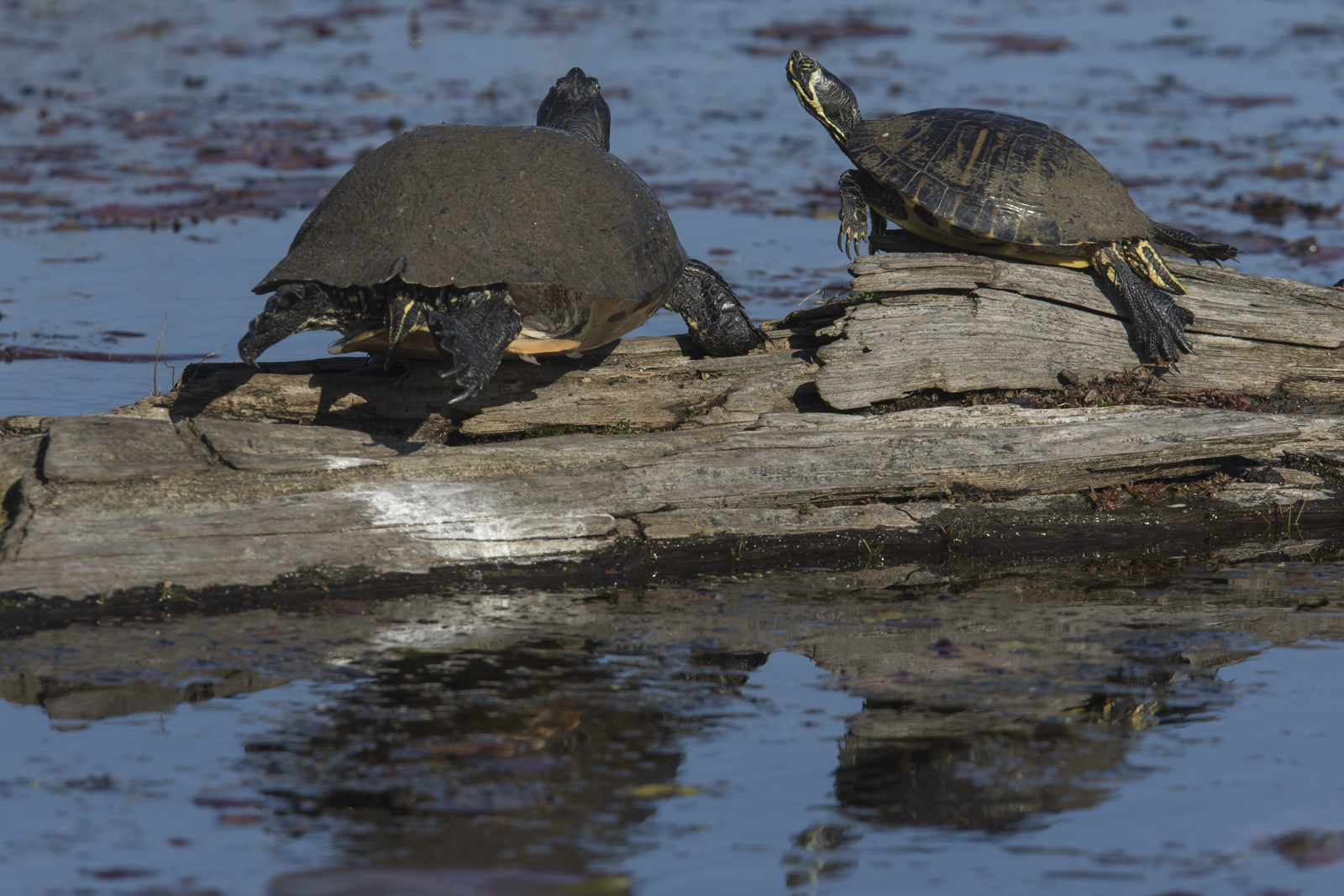 Yellow-bellied Sliders on log