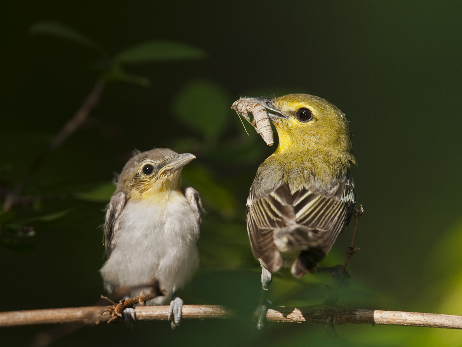 Yellow-throated Vireo and young