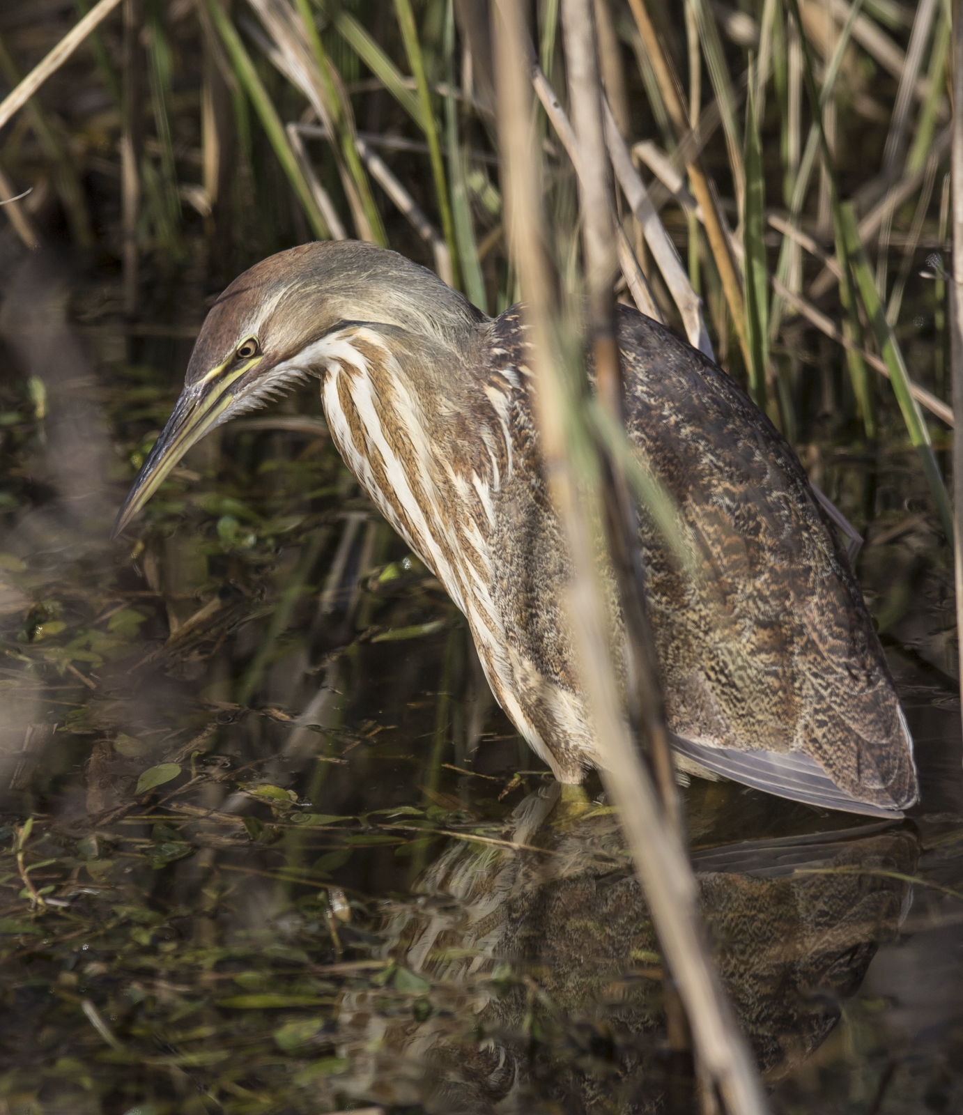 american bittern