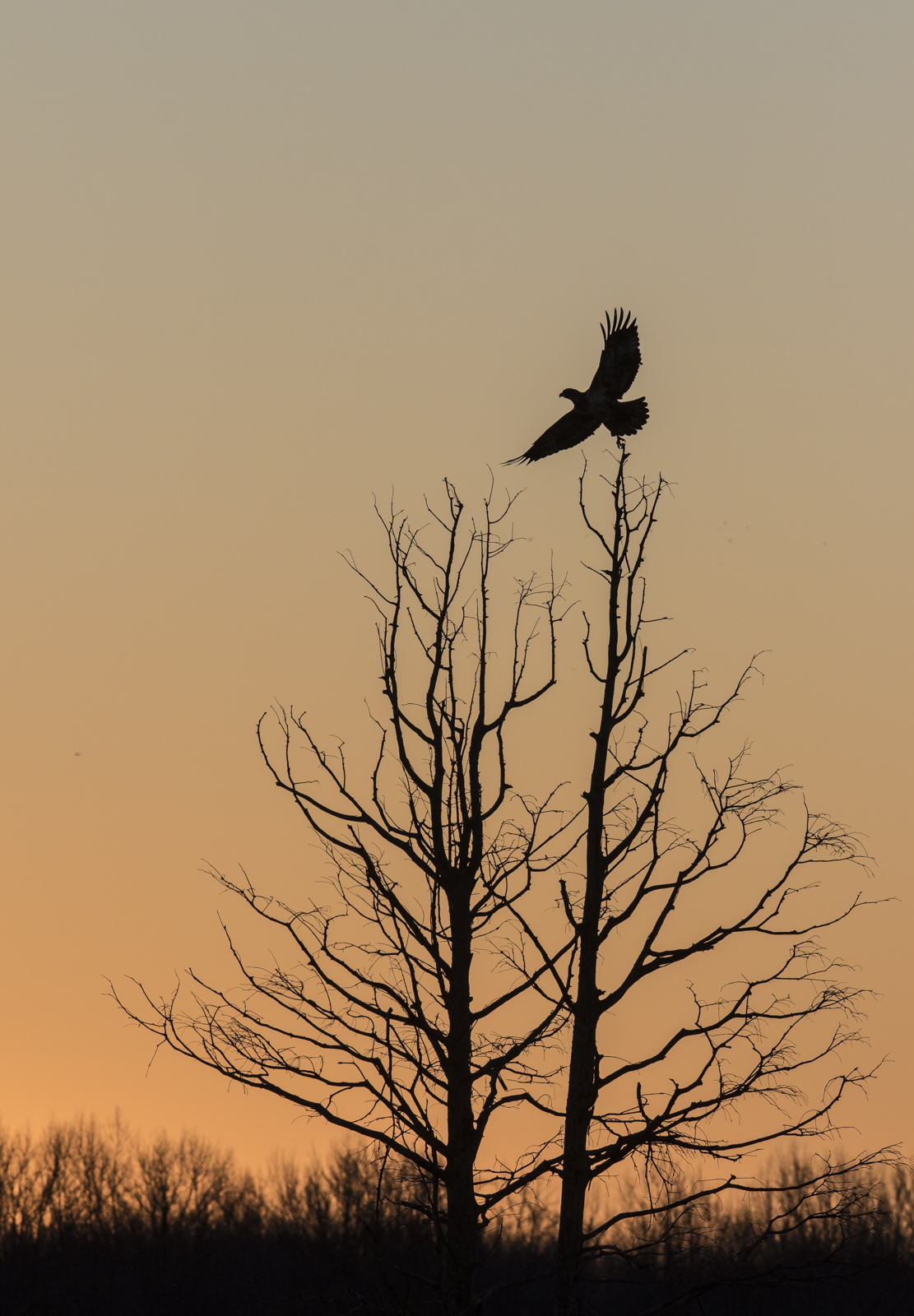 Bald eagle silhouette taking off