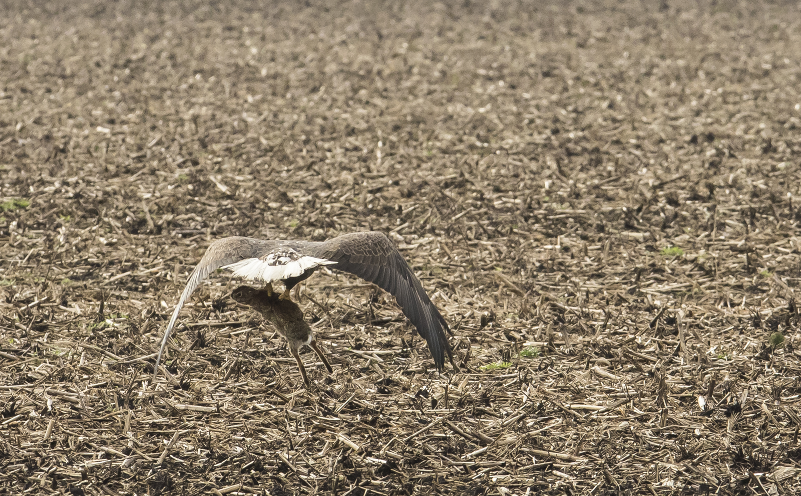 bald eagle with rabbit
