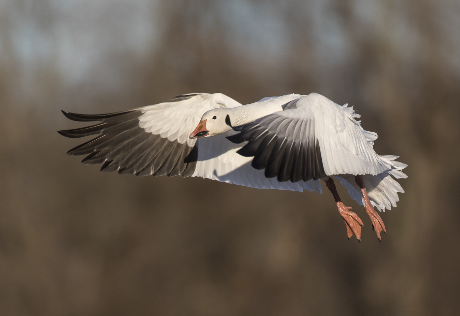best snow goose landing