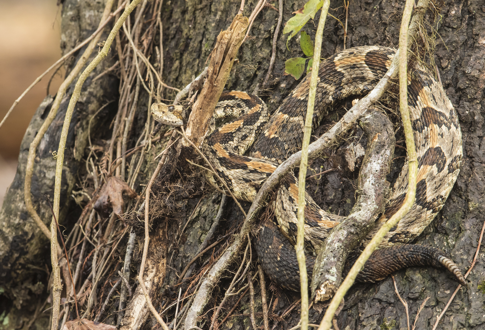 Canebrake Rattlesnake on tree trunk