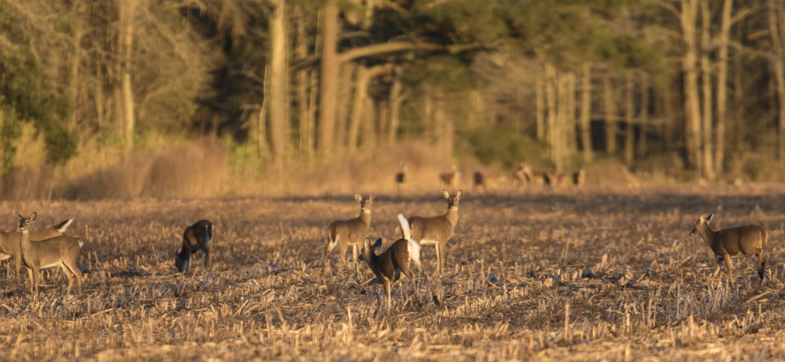 deer in fields