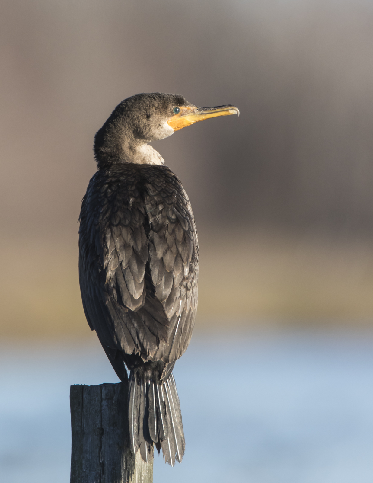 double-crested cormorant