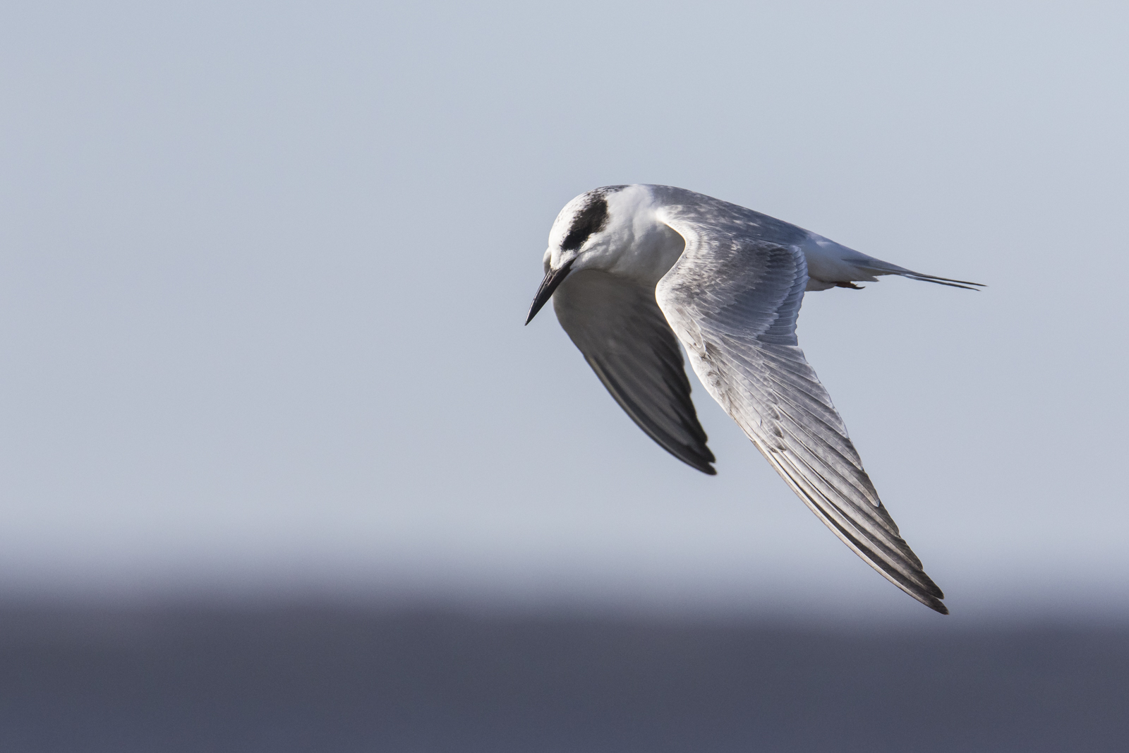 Forster's Tern