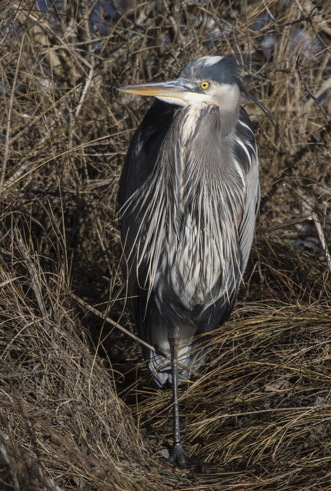 great blue heron posing
