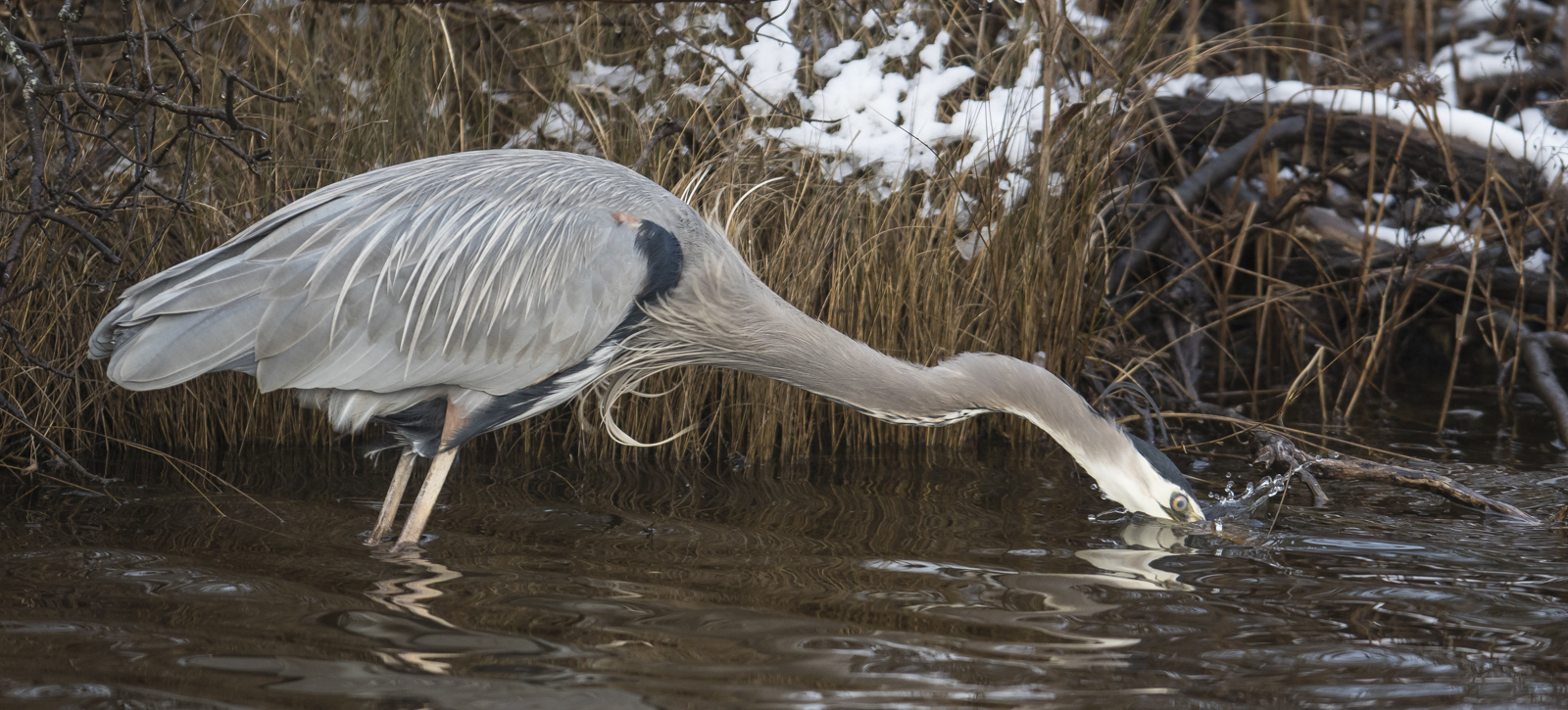 Great blue heron strike