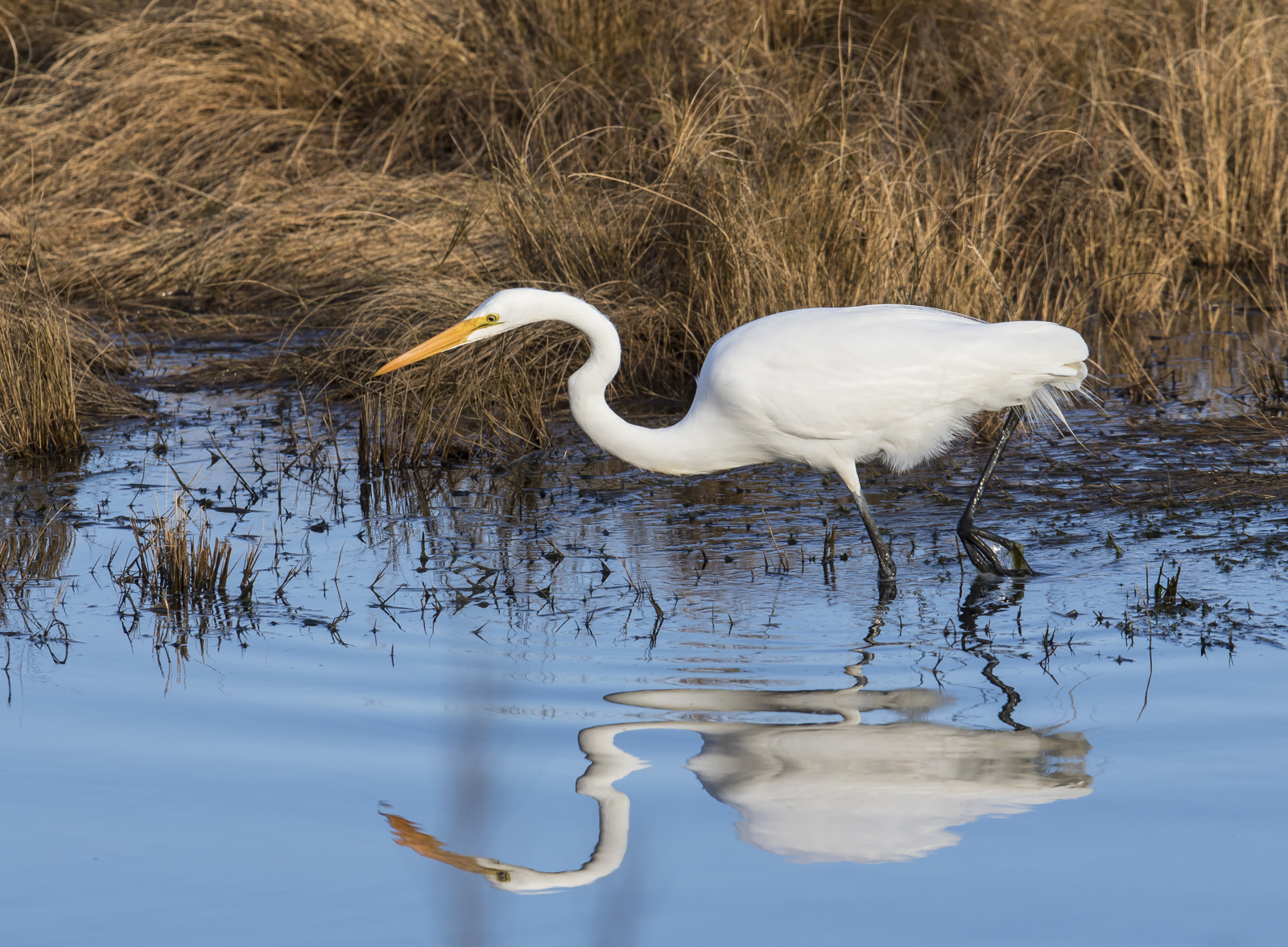 Great Egret along marsh