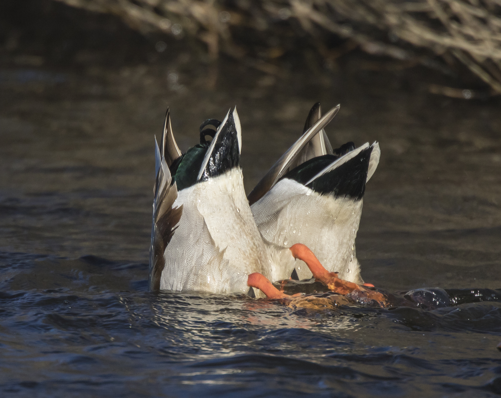 mallards dabbling