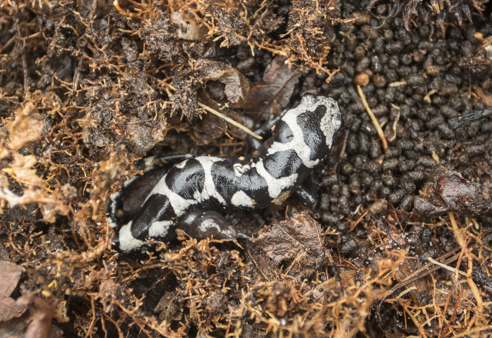 Marbled Salamander
