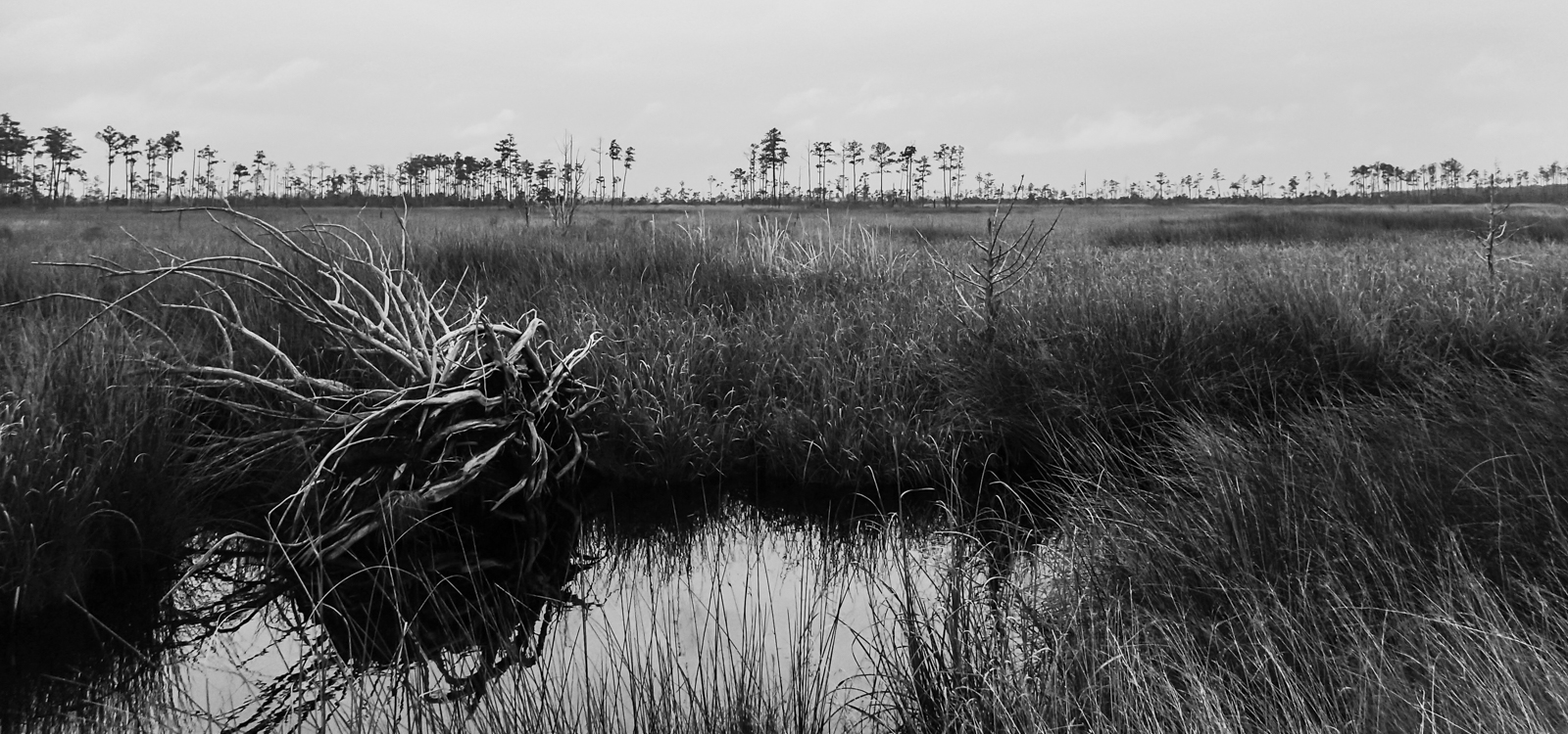 marsh B&W