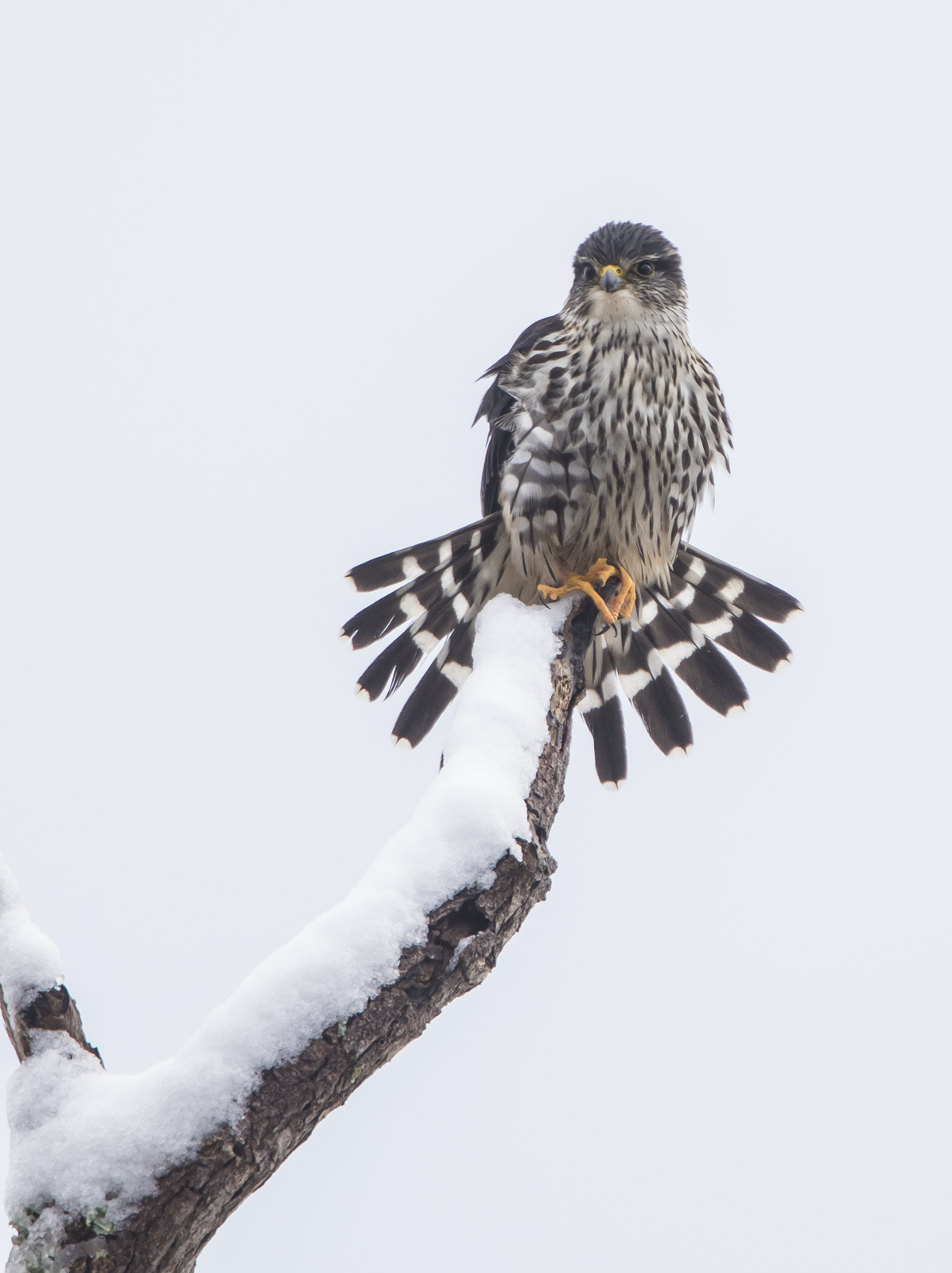 Merlin with fanned tail