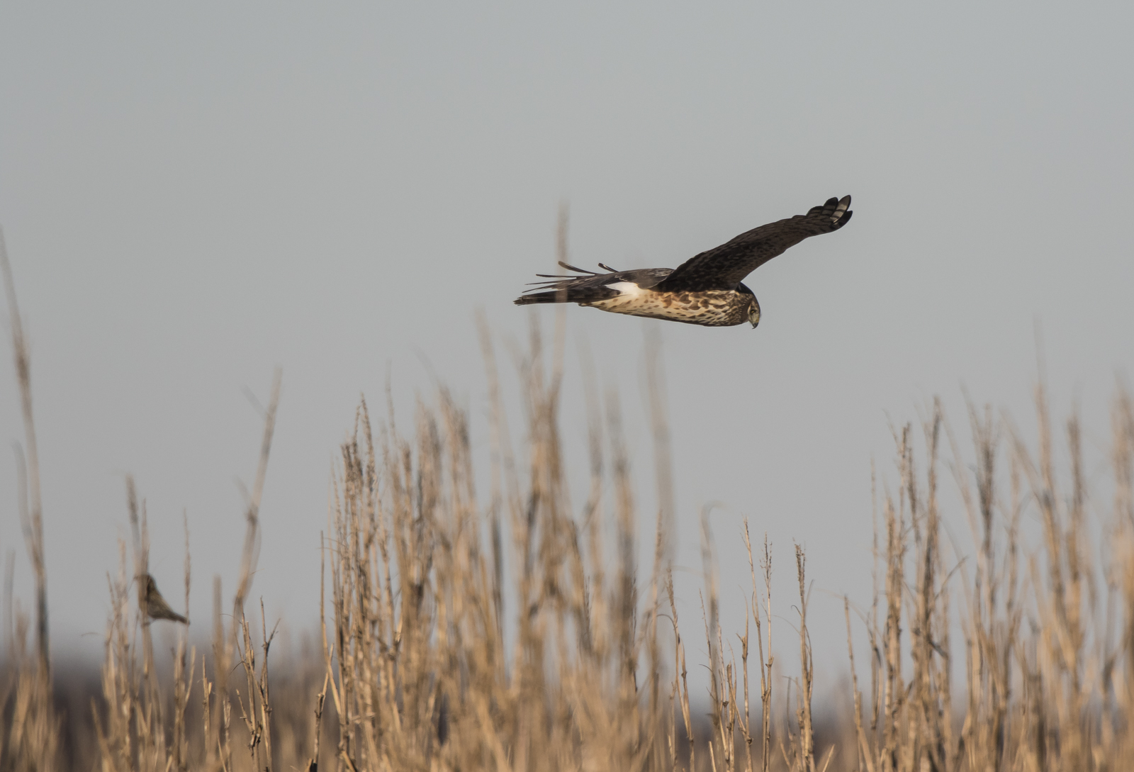 norhern harrier with potential prey in corn