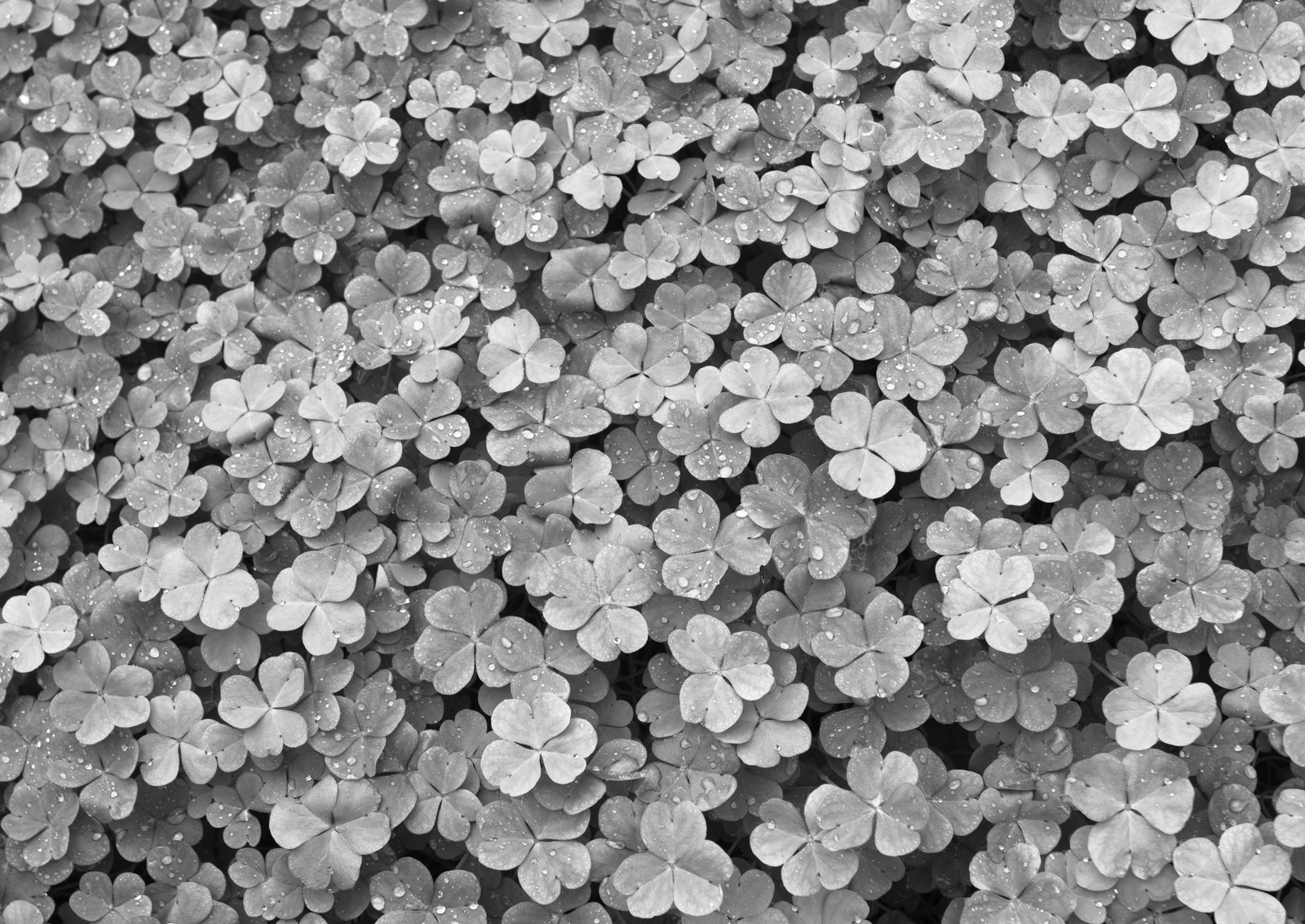 oxalis B&W