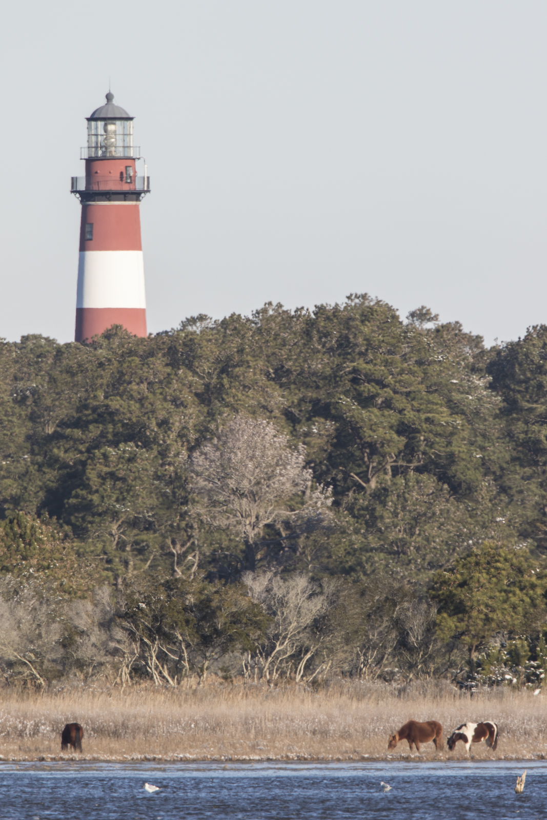 ponies and lighthouse