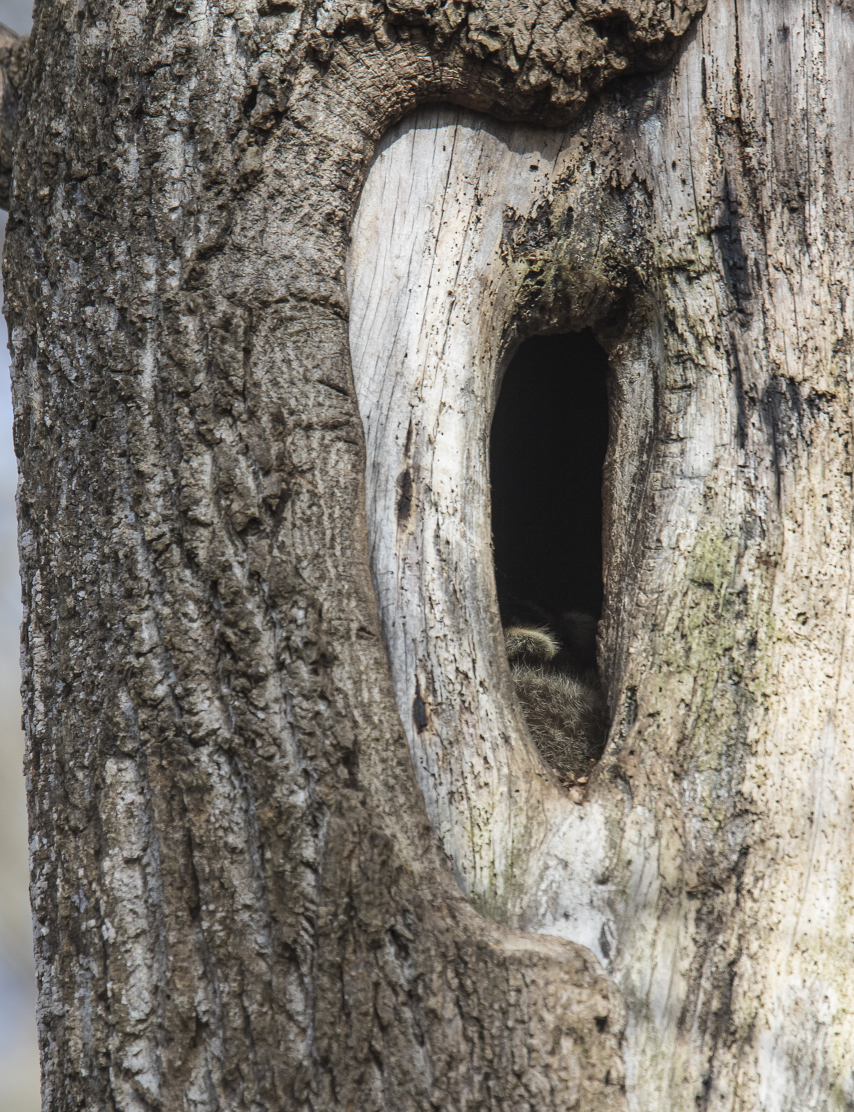 raccoon in hollow tree 1