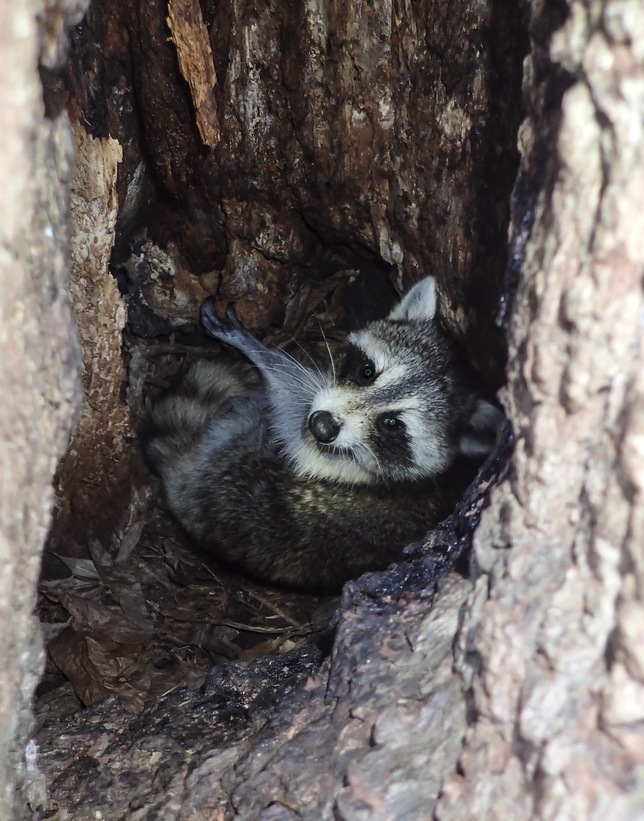 Raccoon in hollow tree