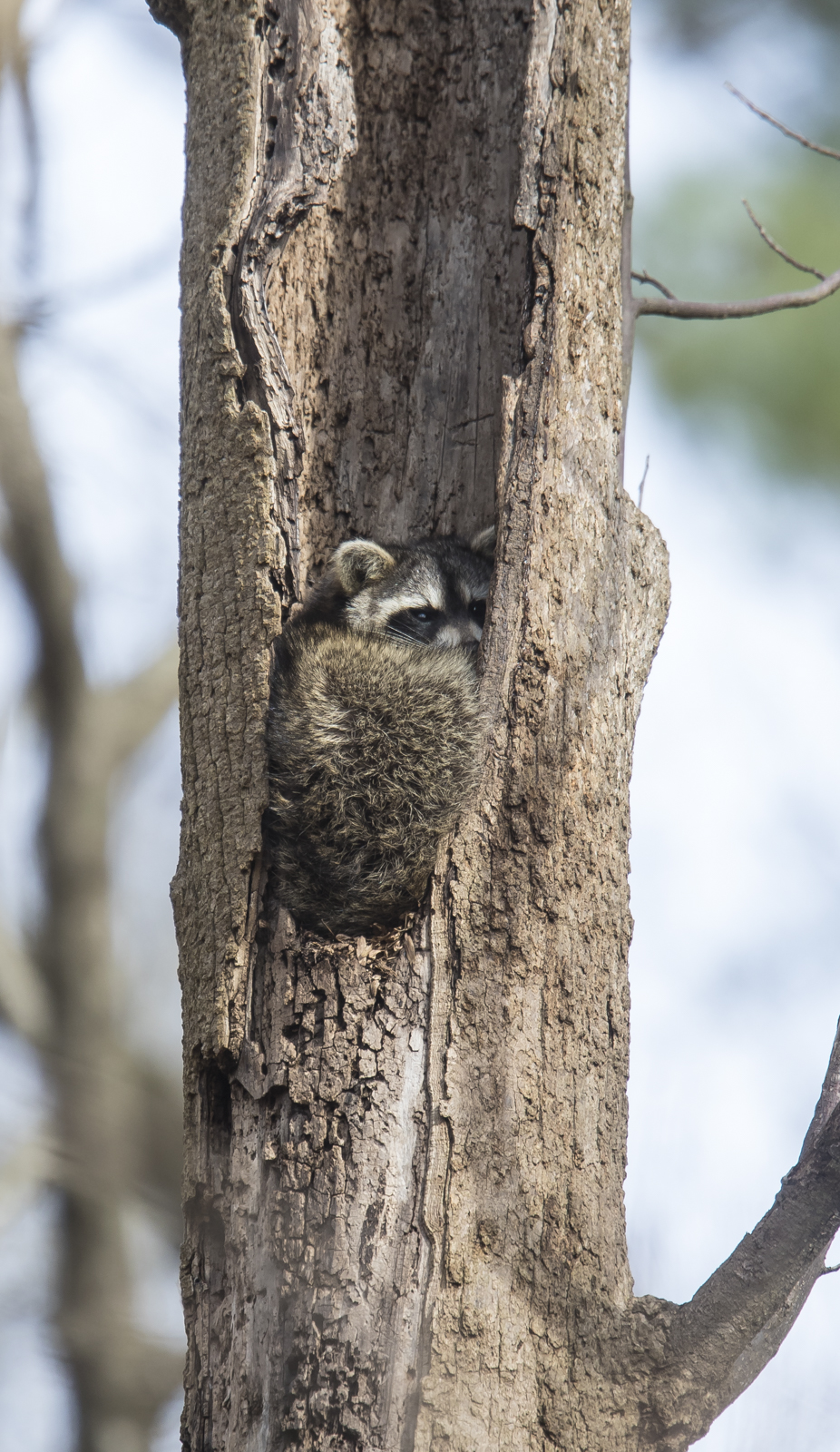 raccoon in hollow tree