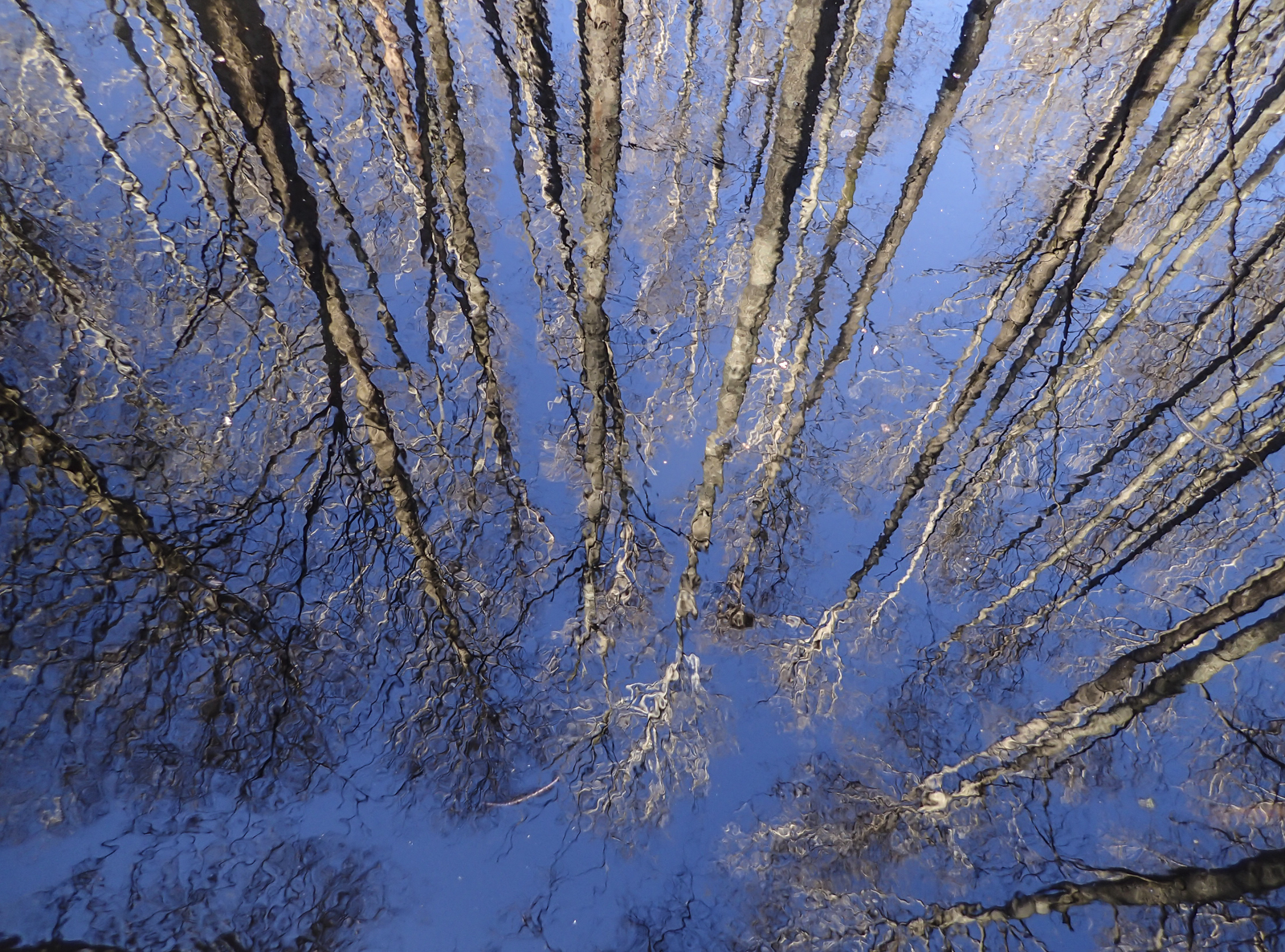 reflections along boardwalk