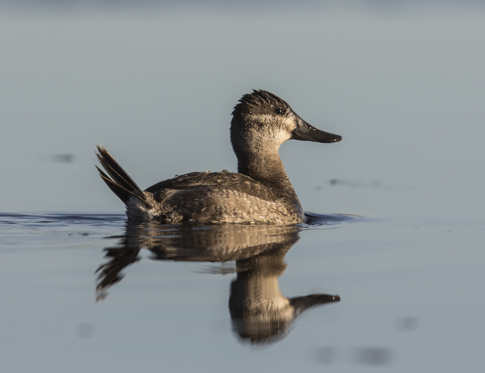 ruddy duck