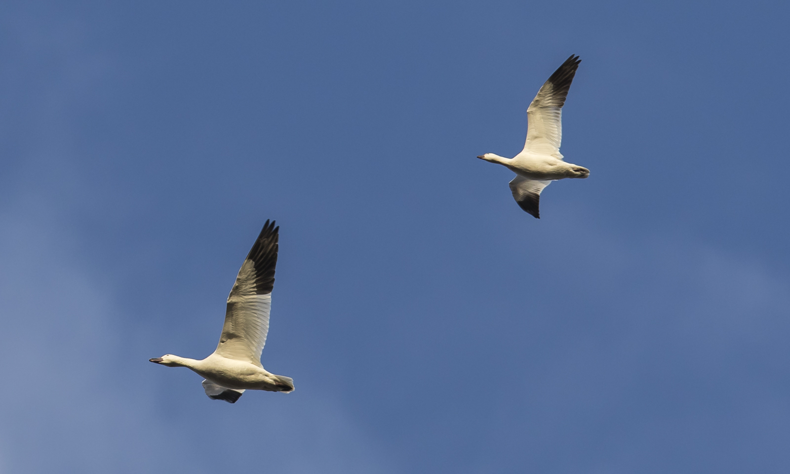 snow and ross' goose