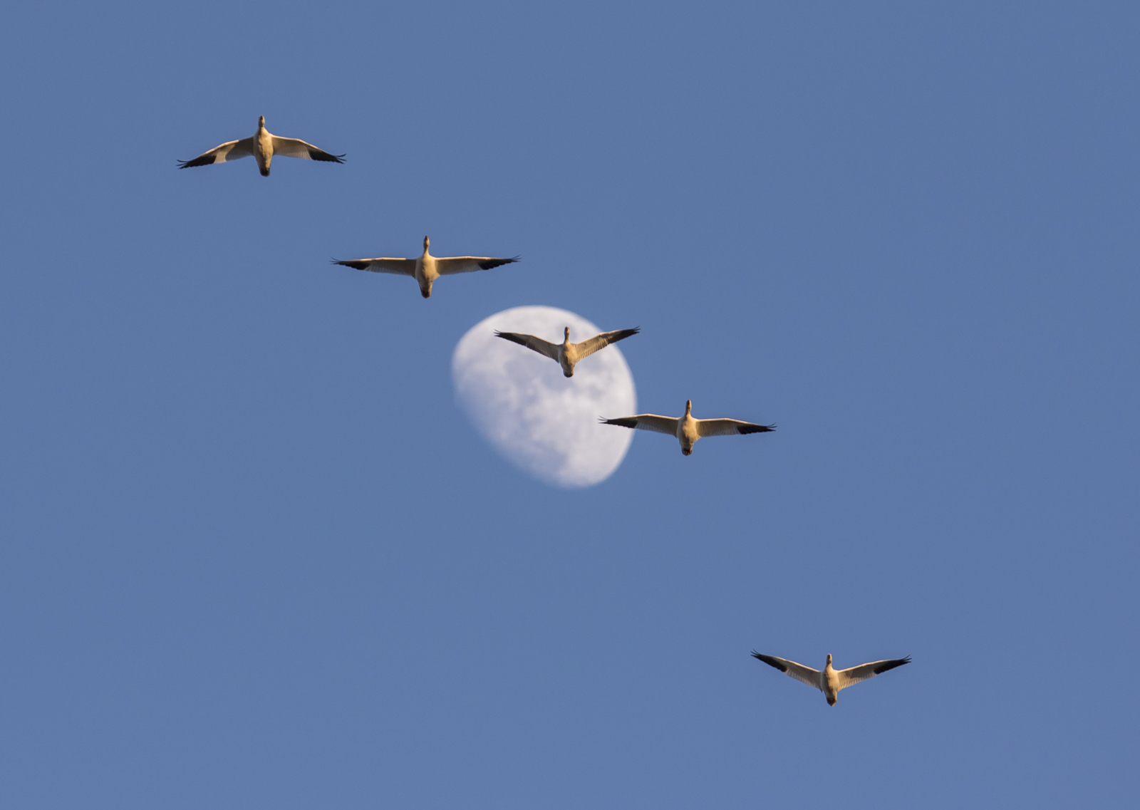 snow geese and moon 1
