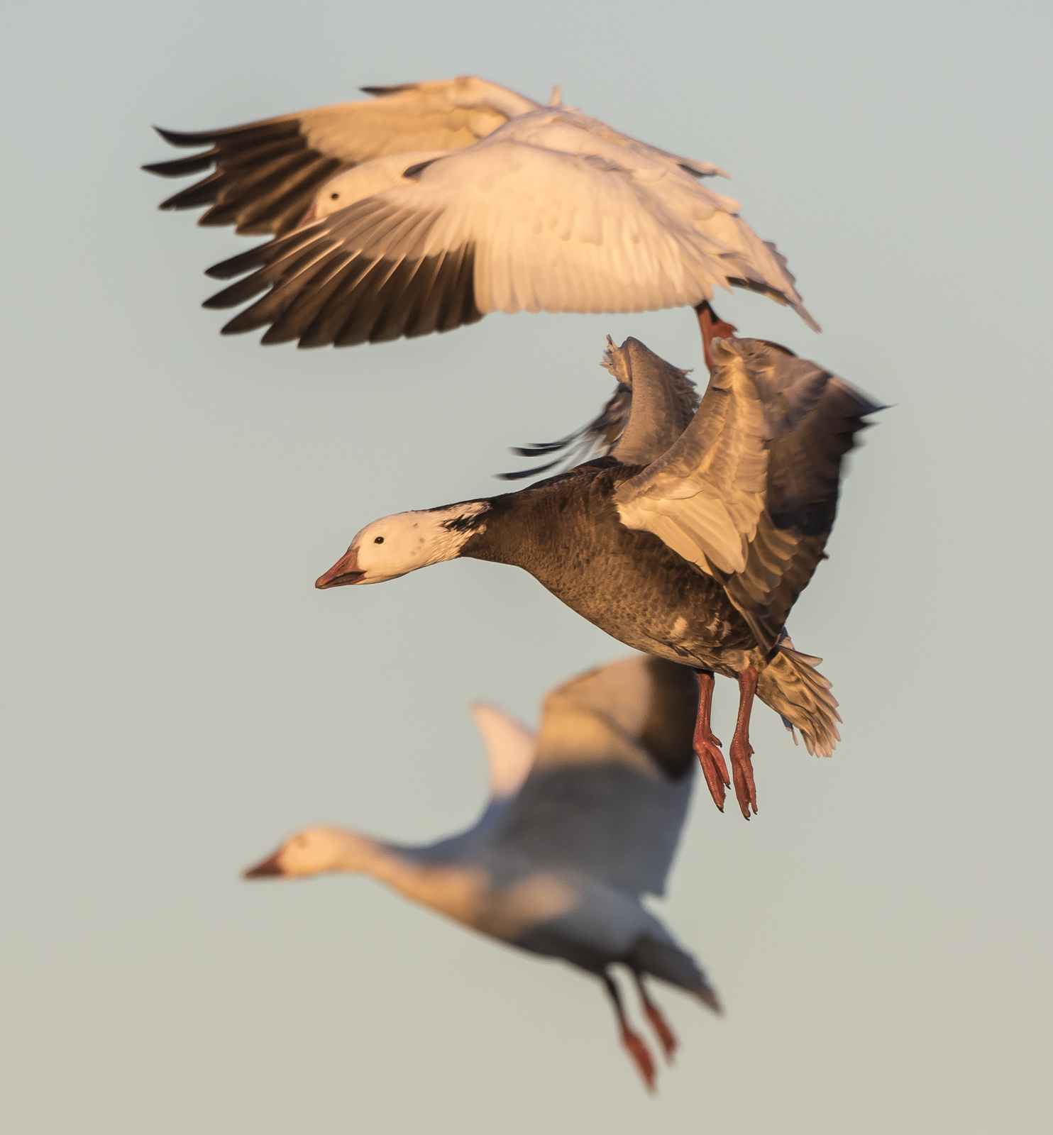Snow geese landing 1