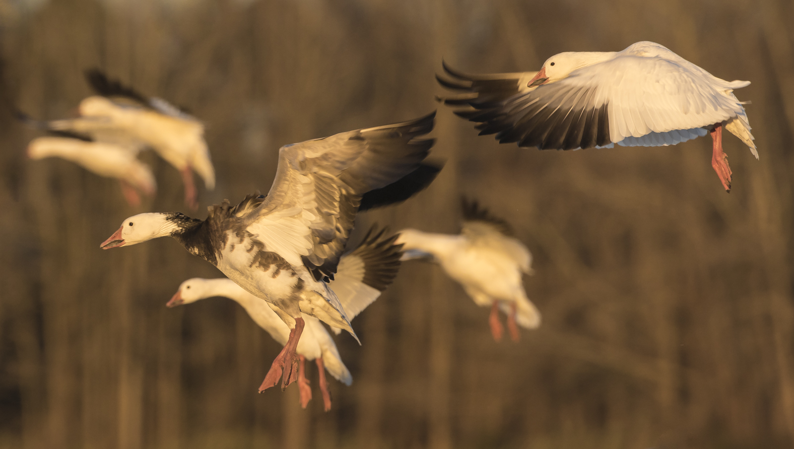 Snow geese landing
