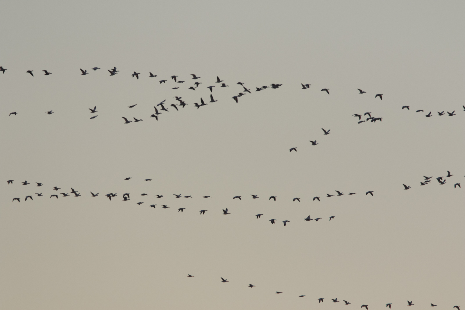 snow geese out at sunrise