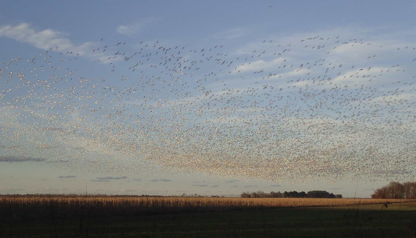 snow geese over field
