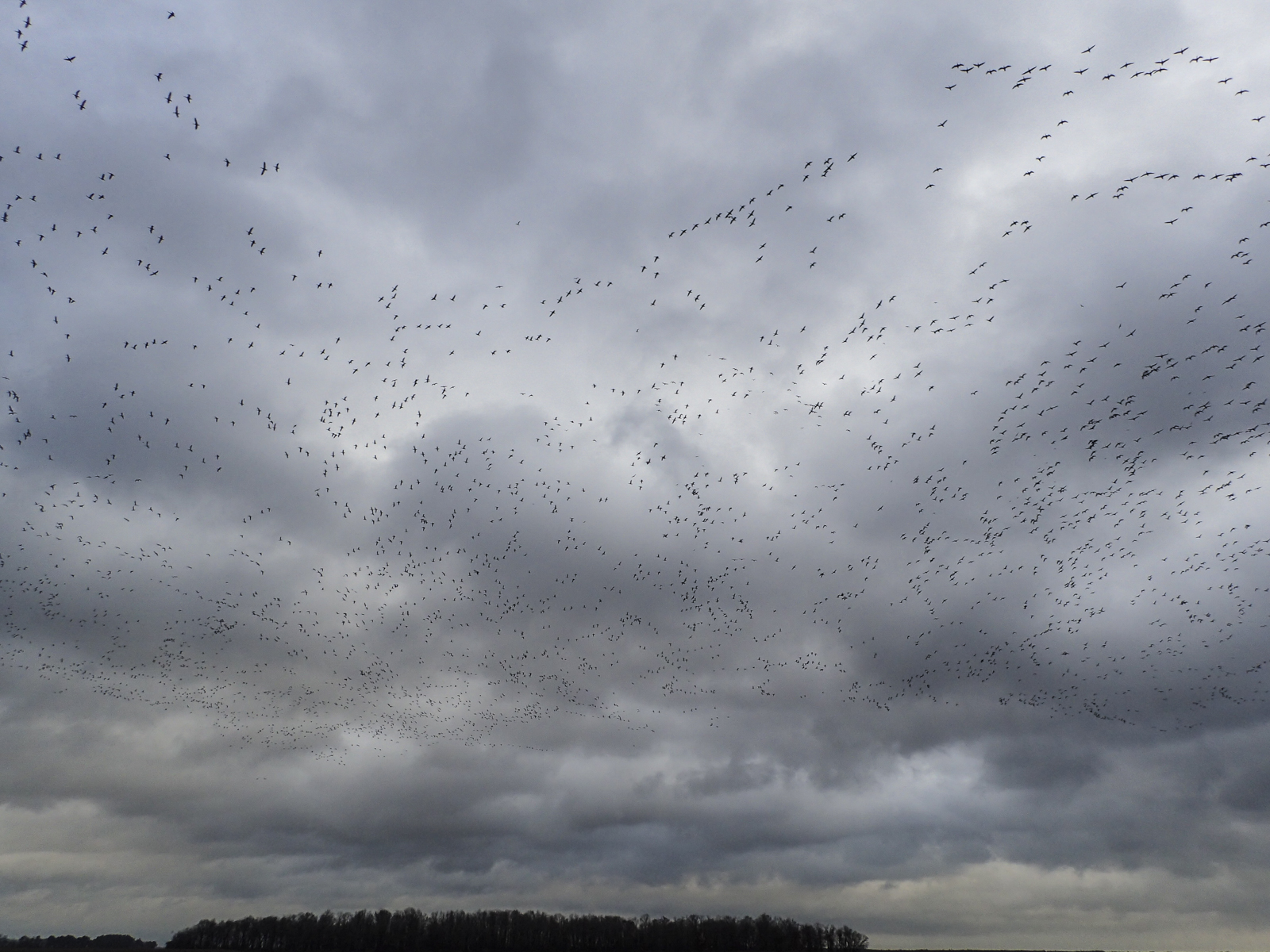 snow geese overhead 2