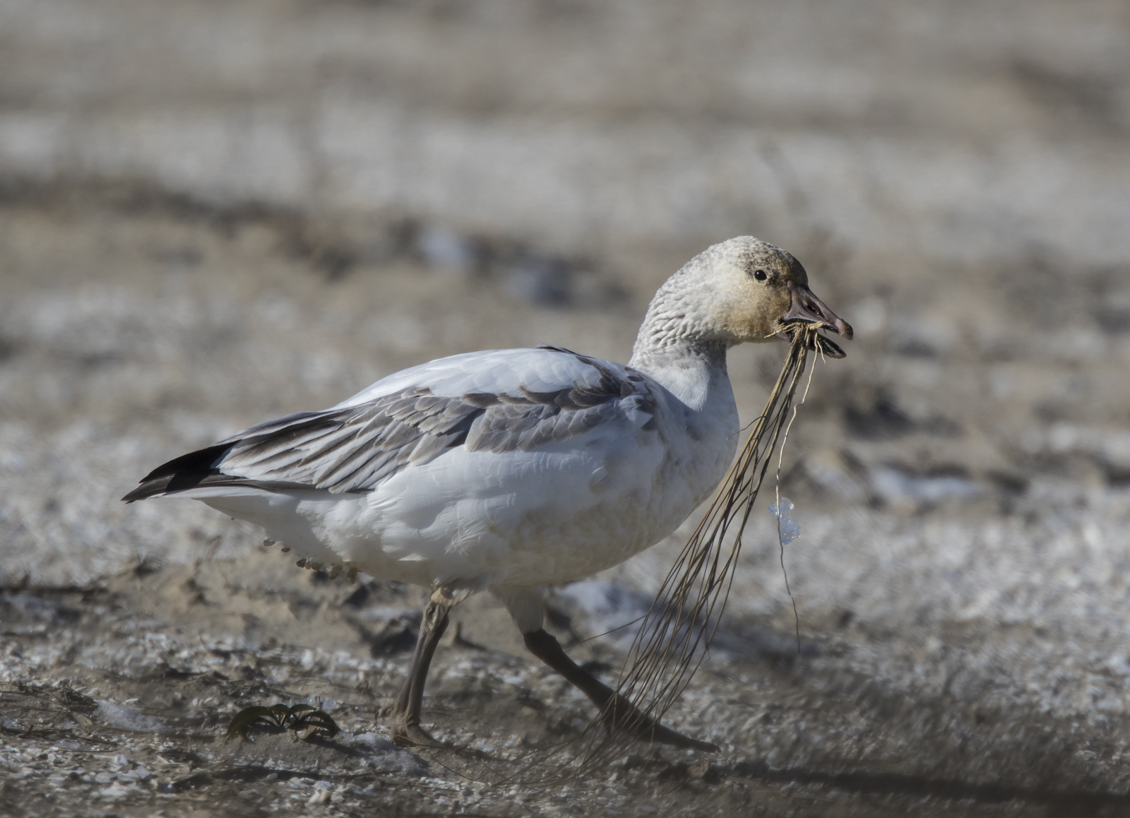 snow goose carrying gass clump