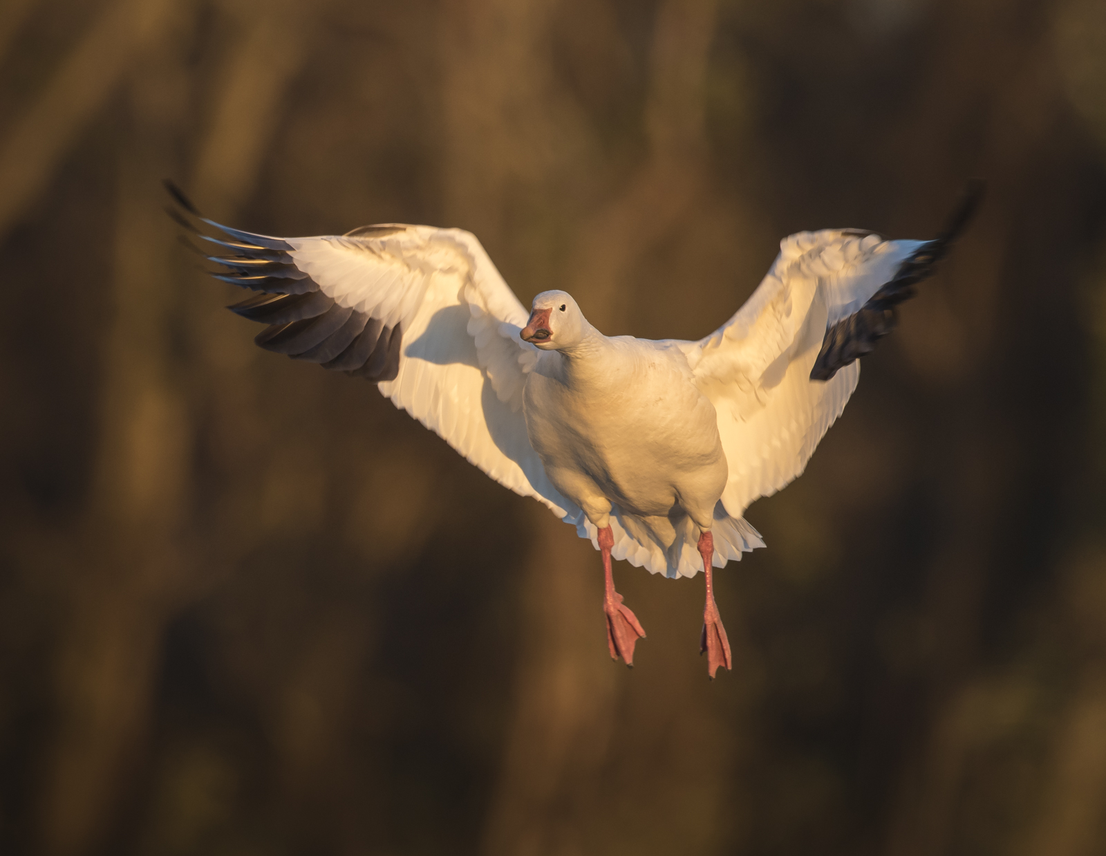 snow goose landing 1