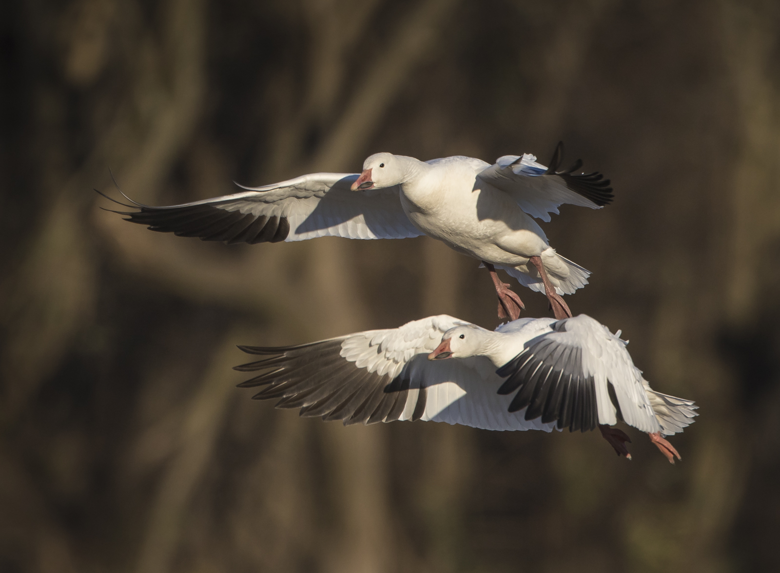 snow goose pair landing