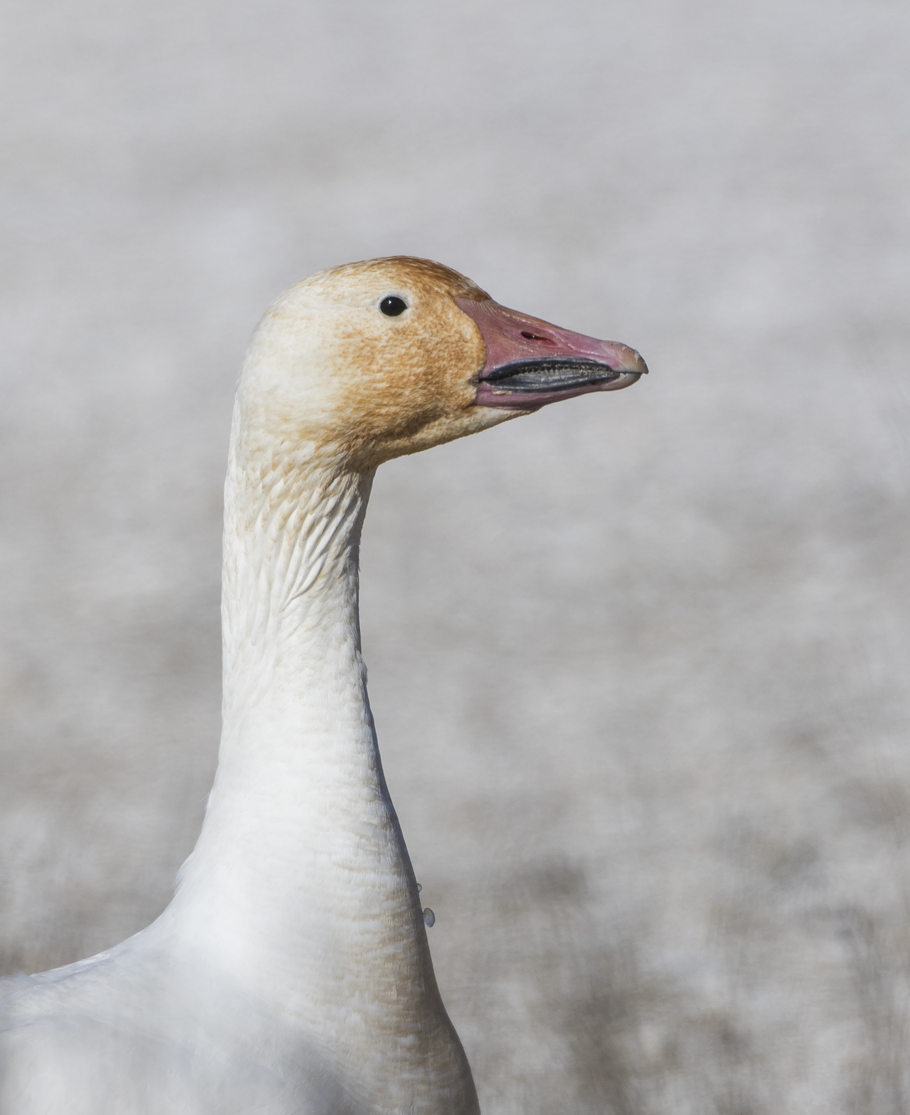 snow goose rusty head