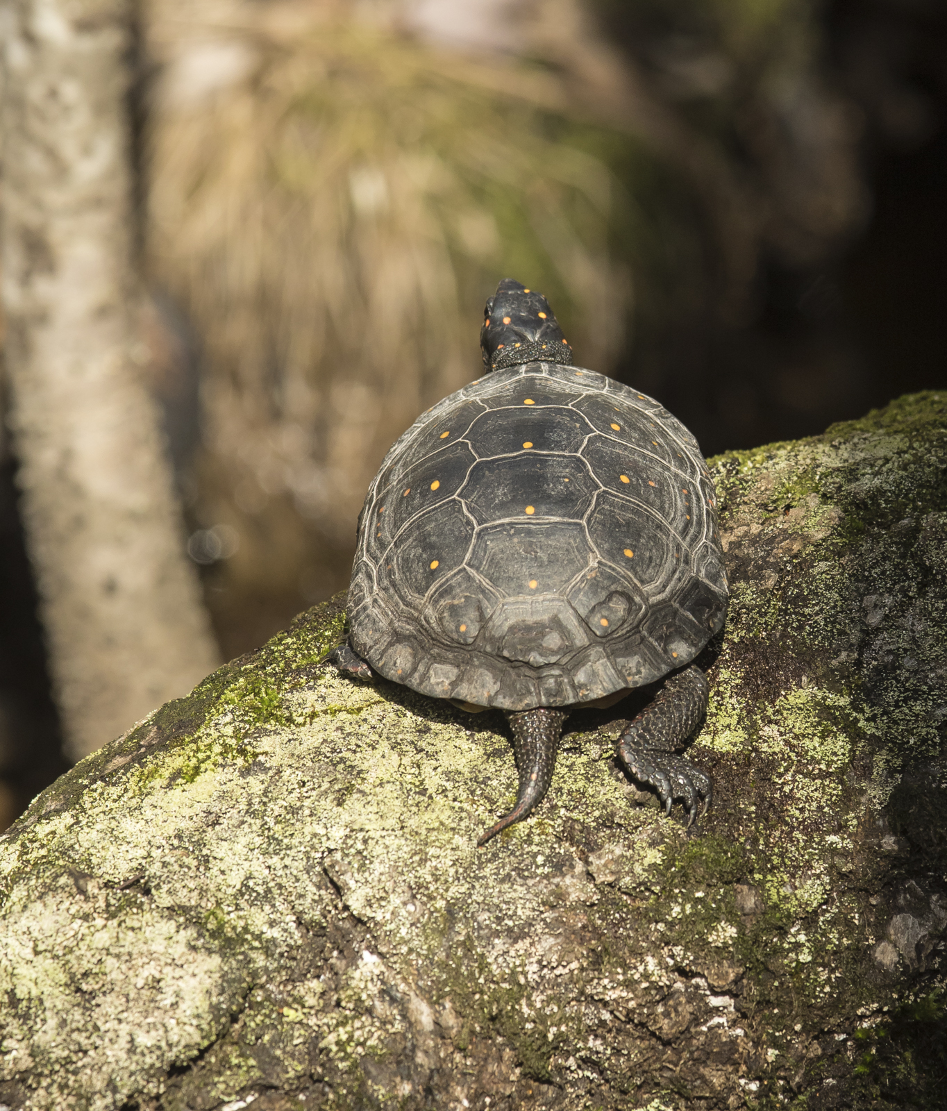 Spotted Turtle