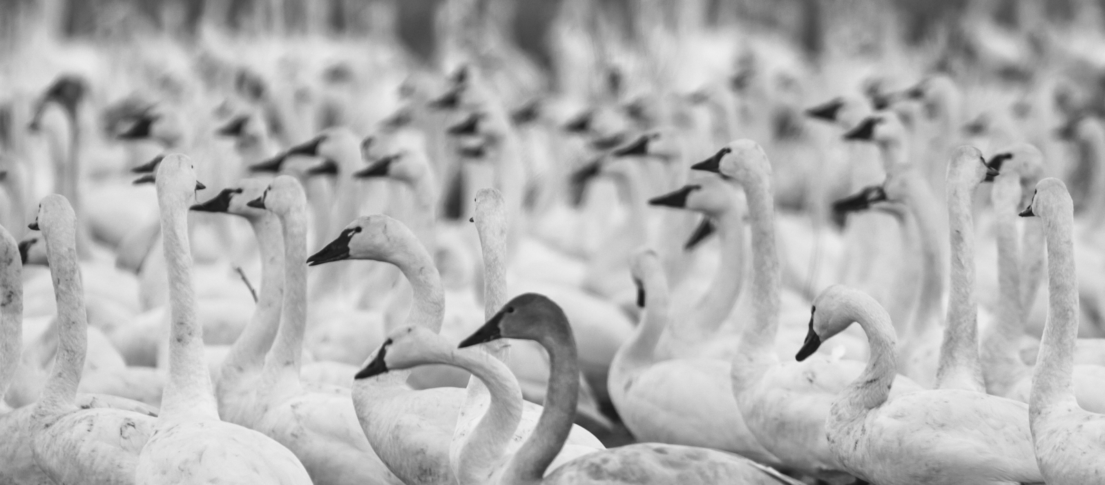 swans in fields b &amp; w