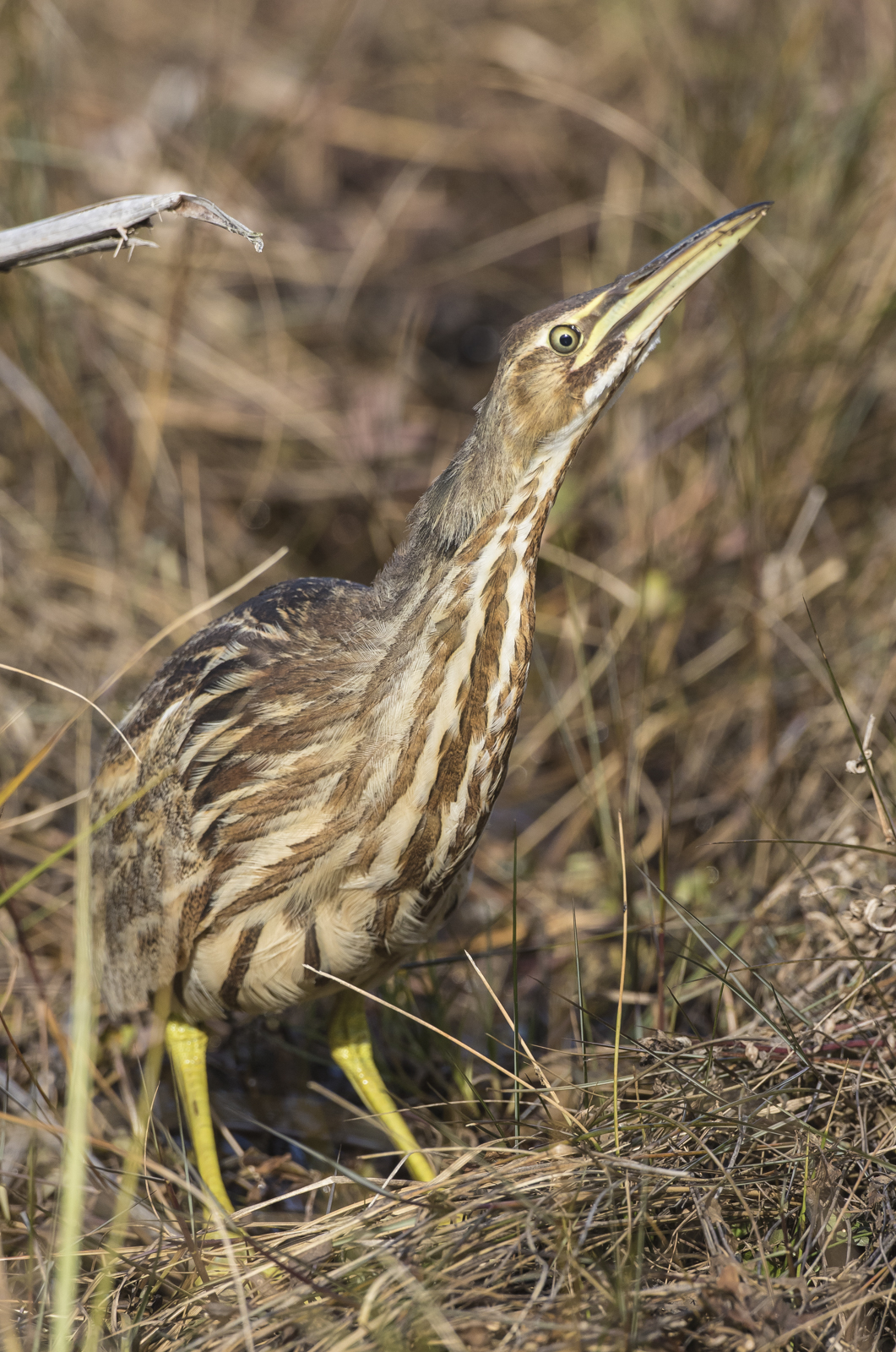 American bittern 1