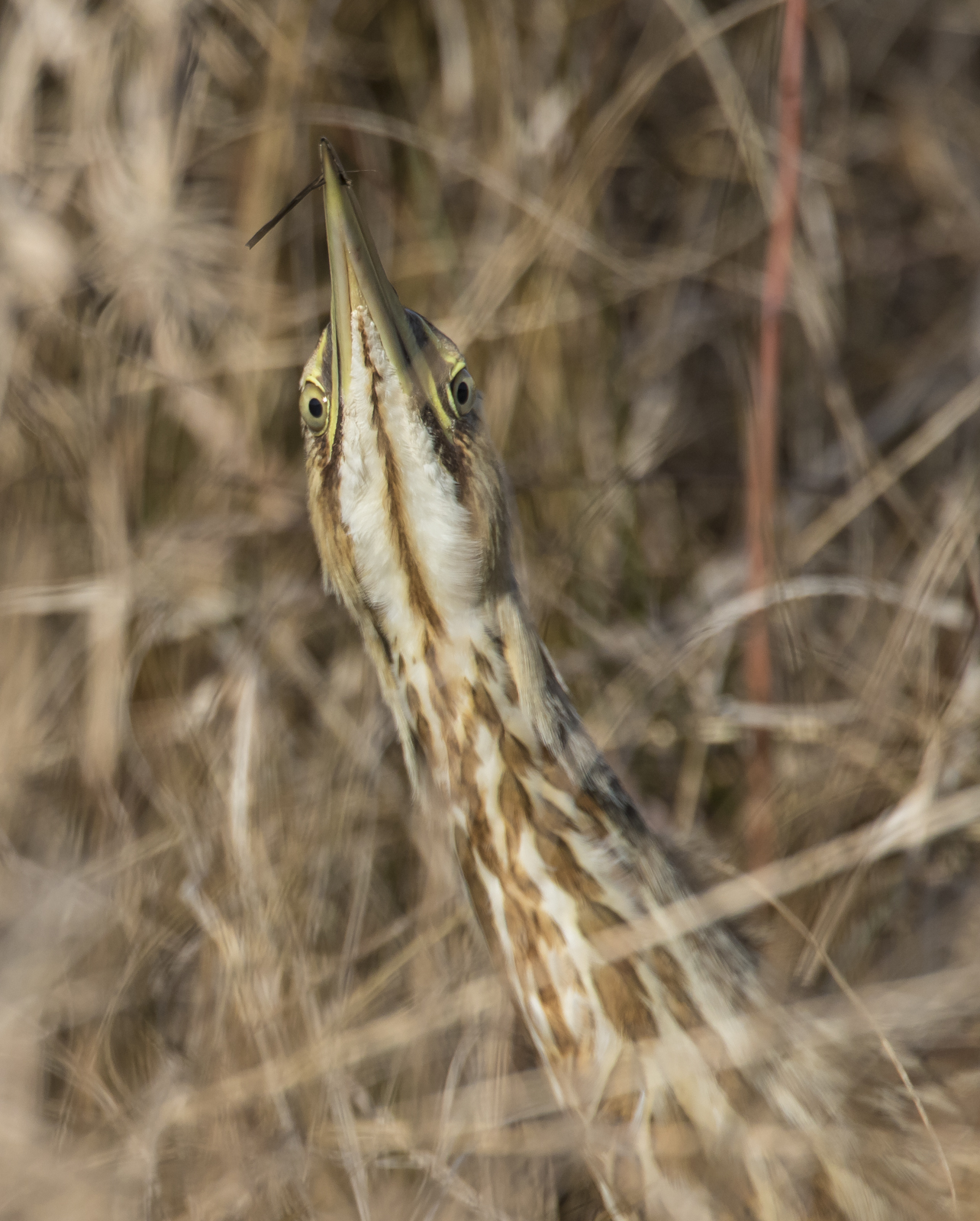 American bittern eyes 2