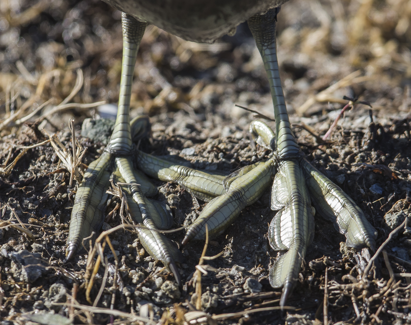 American coot feet