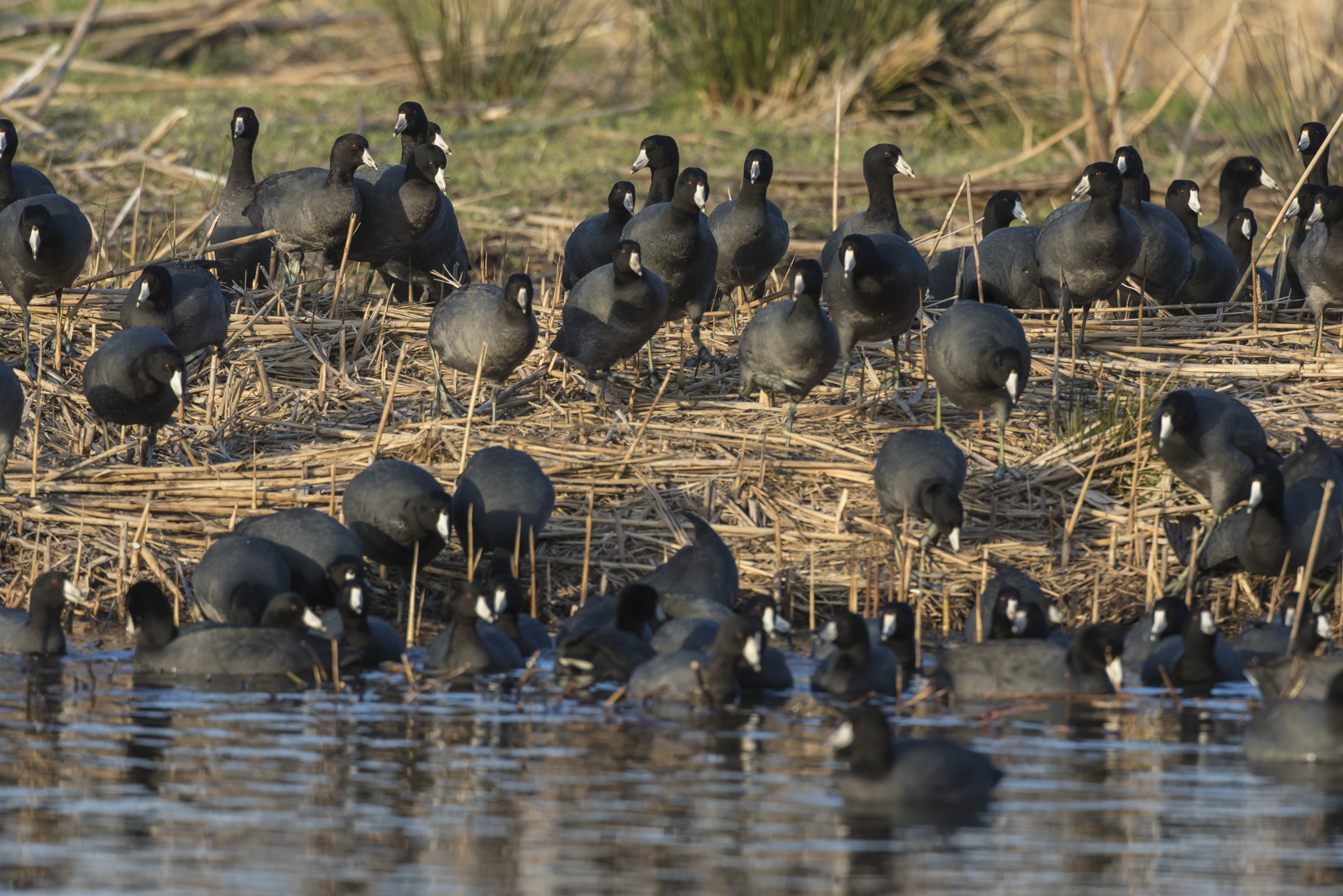 American coot flock