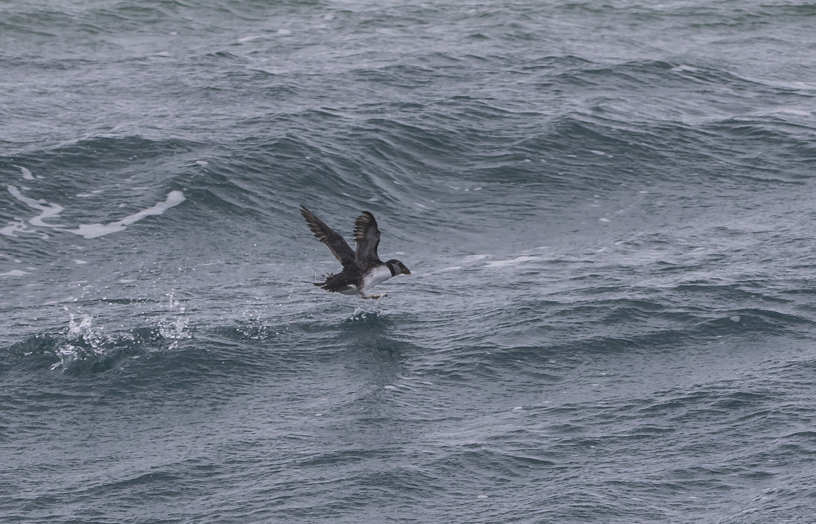Atlantic puffin taking off