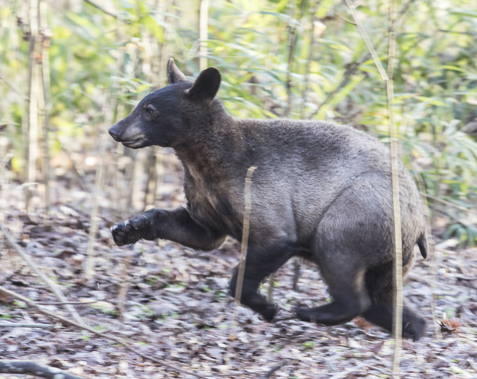 bear cub in woods 1