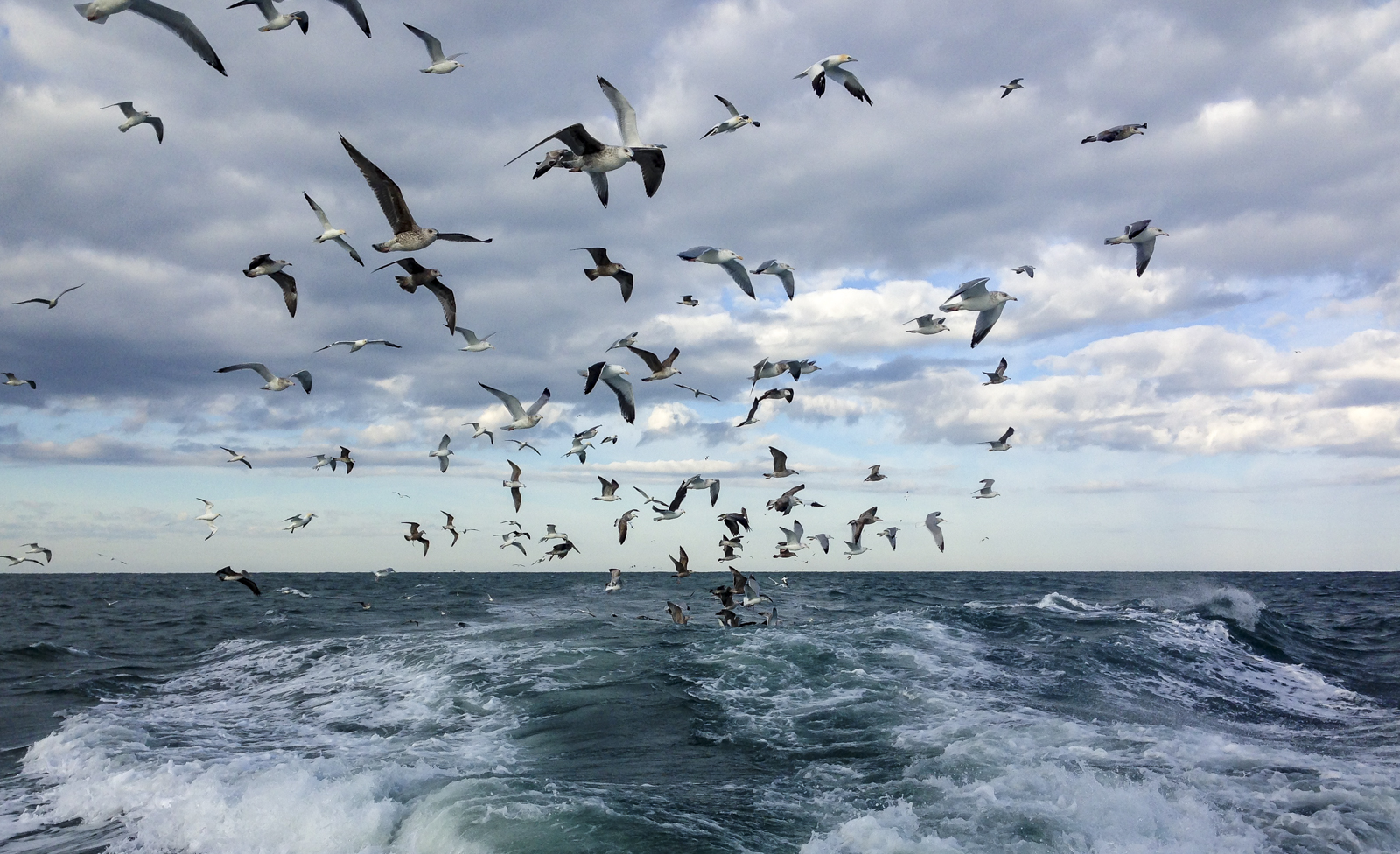 Birds following the boat