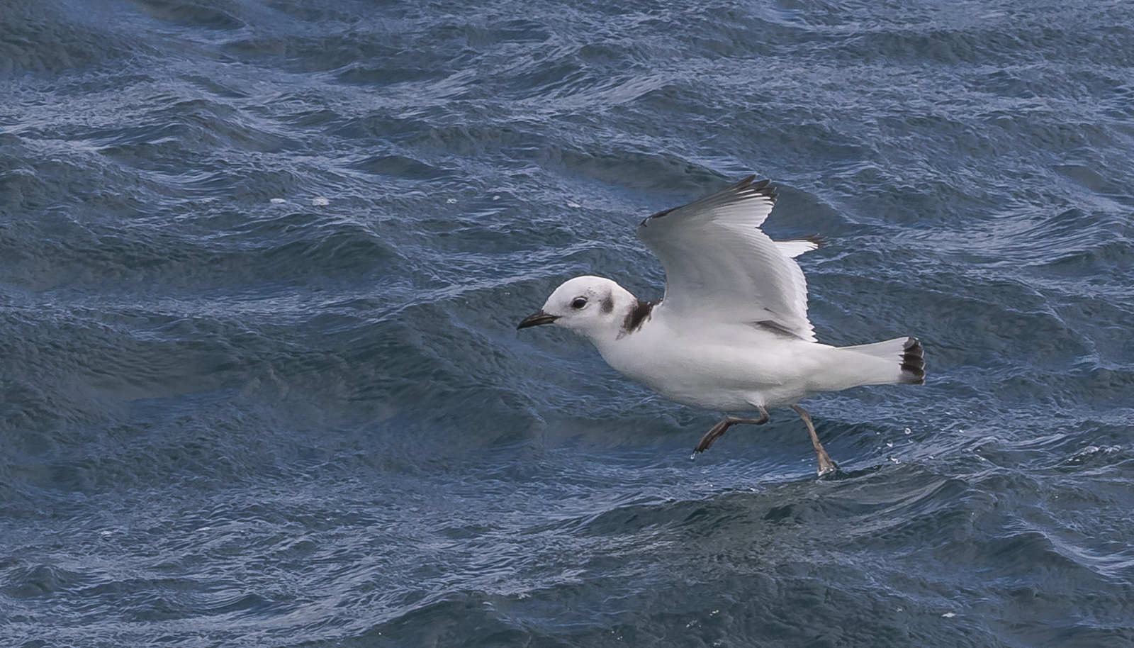 Black-legged kittiwake